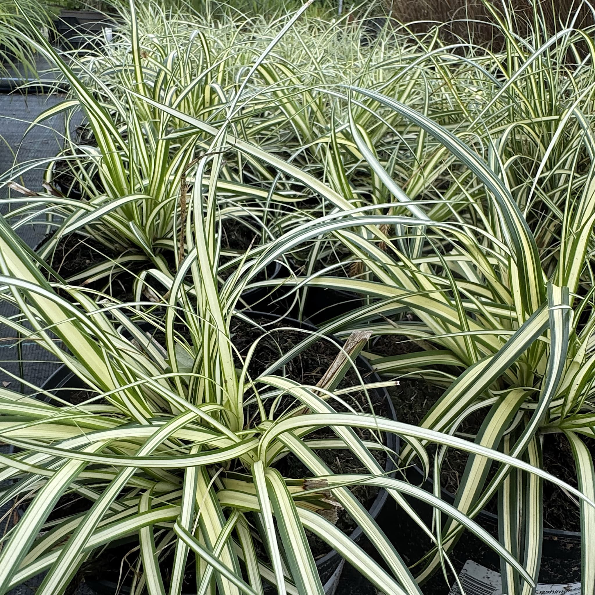 Carex oshimensis 'Evergold'