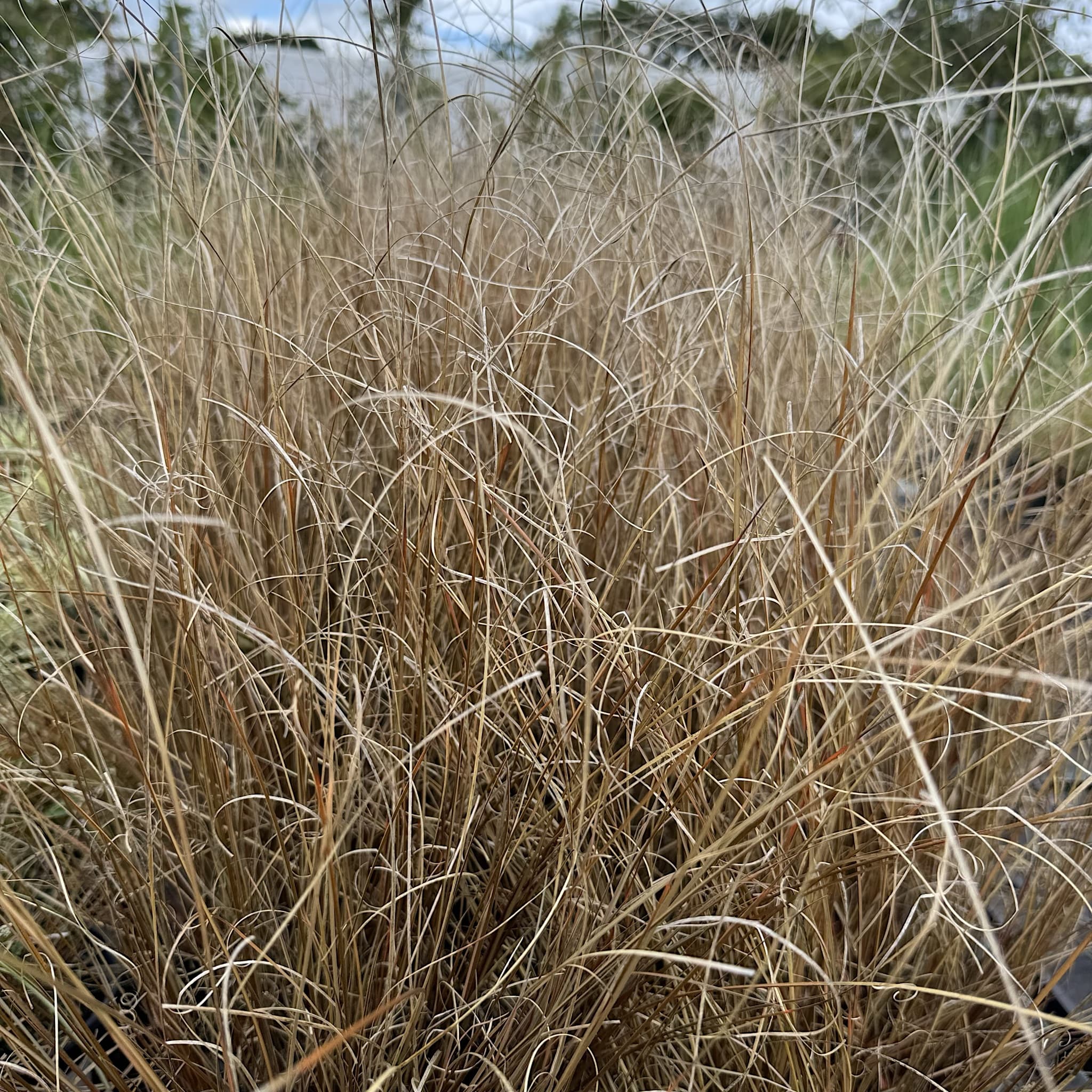Carex testacea 'Prairie Fire'