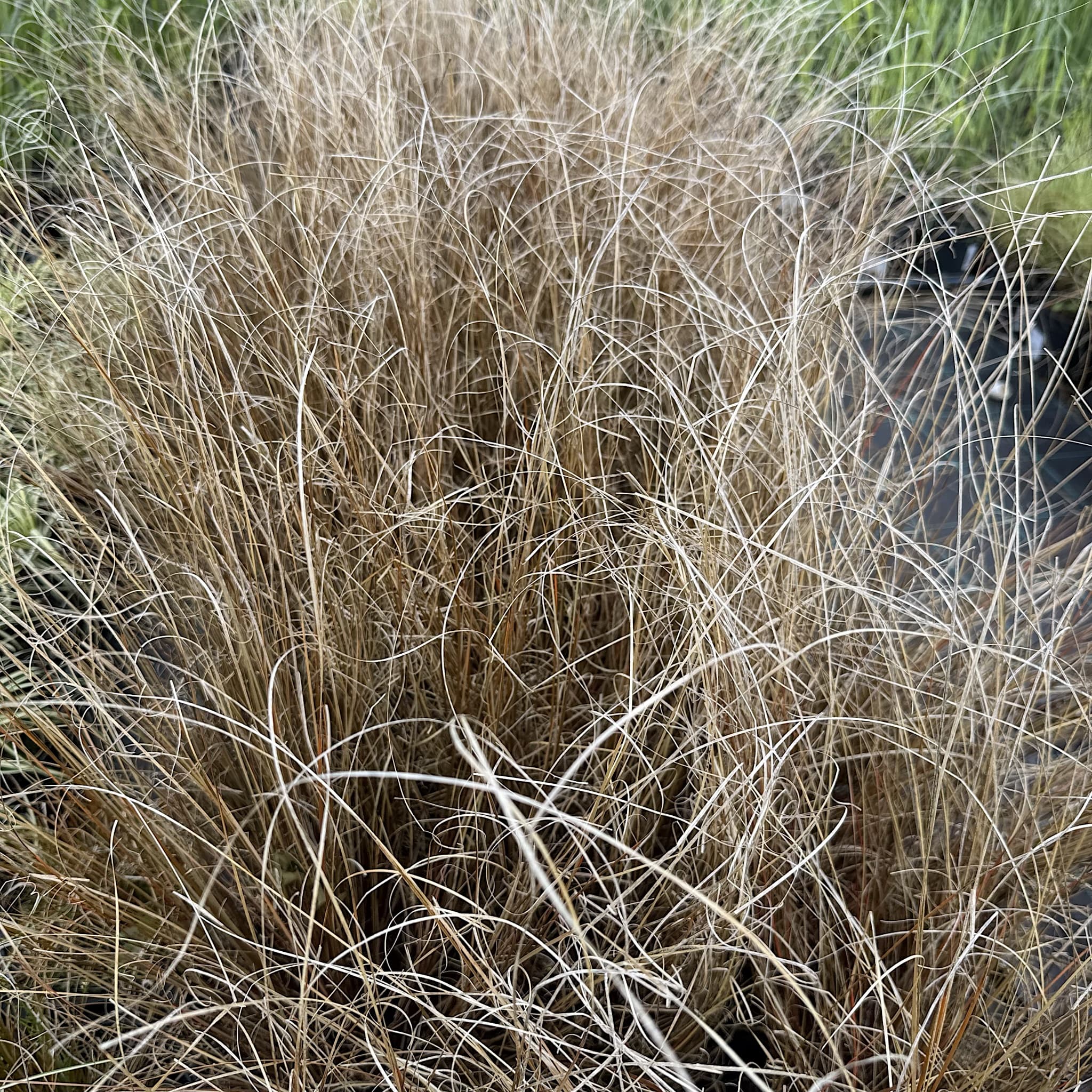 Carex testacea 'Prairie Fire'