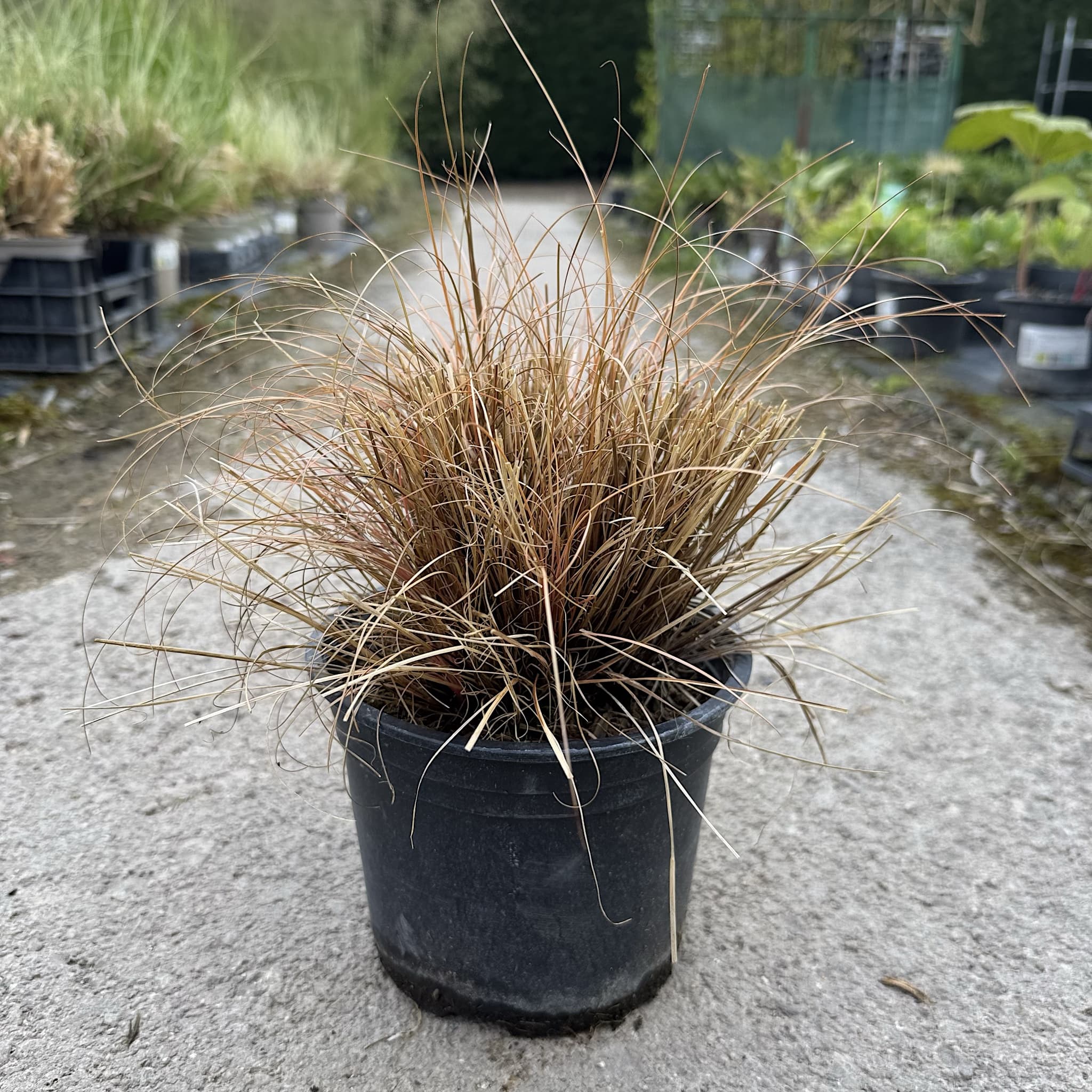 Carex comans 'Bronze Form'