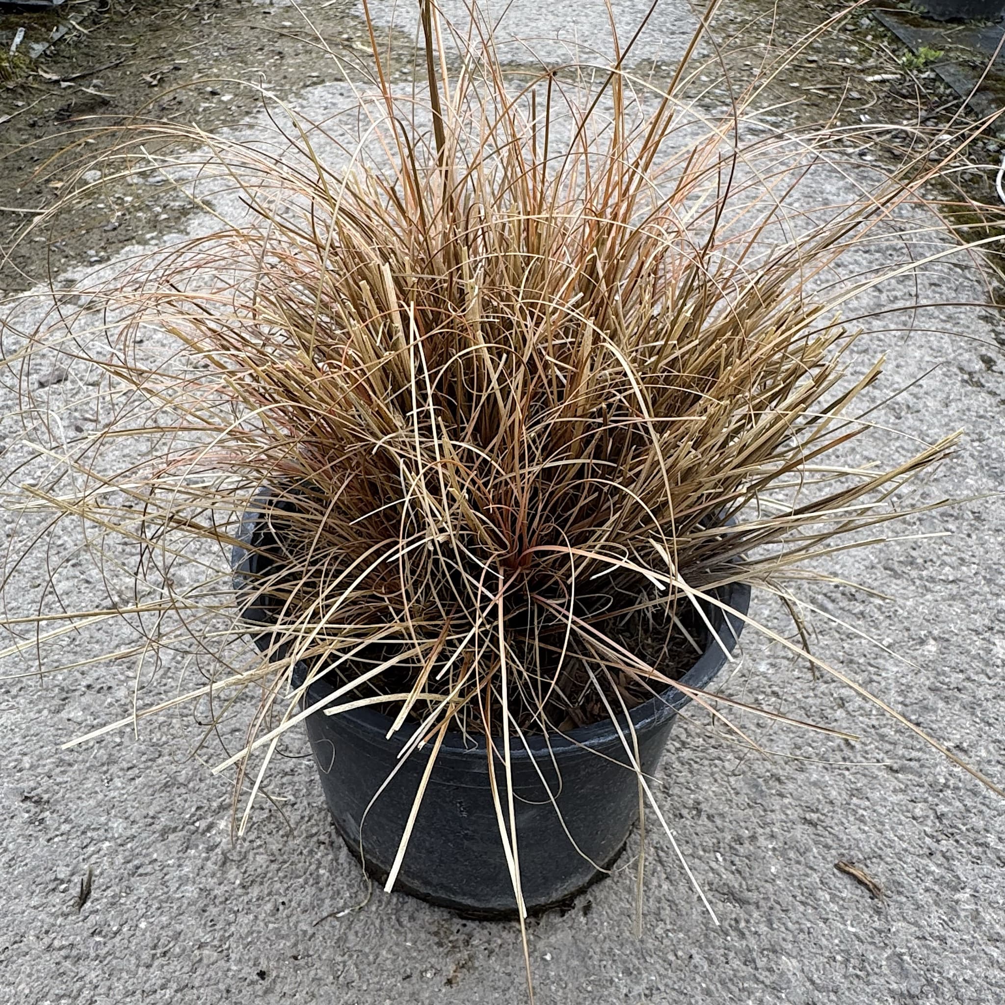 Carex comans 'Bronze Form'