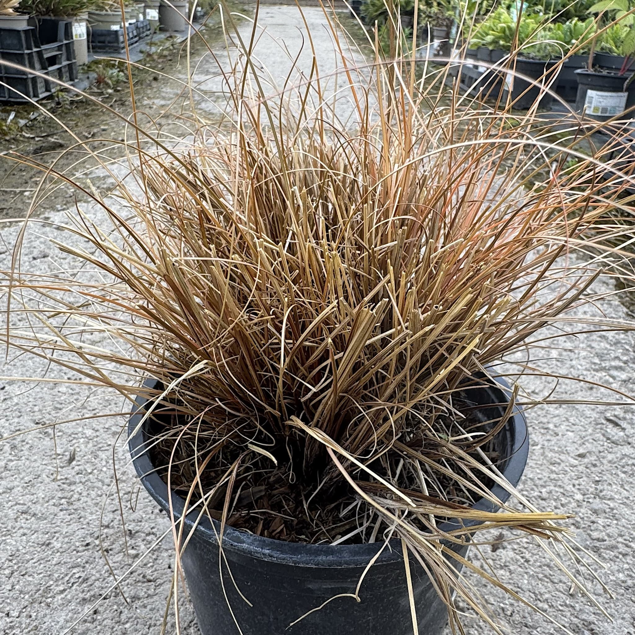 Carex comans 'Bronze Form'