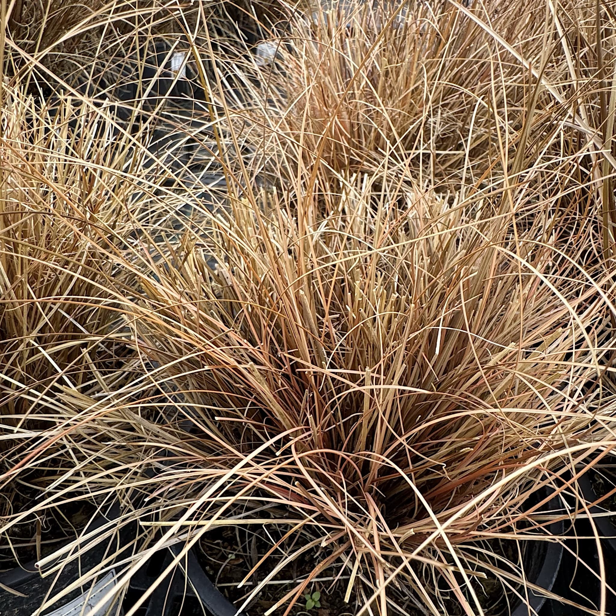 Carex comans 'Bronze Form'