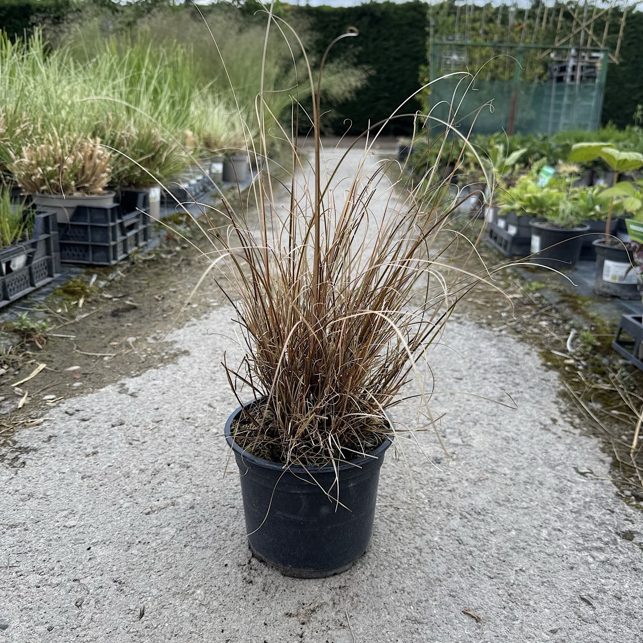 Carex buchananii