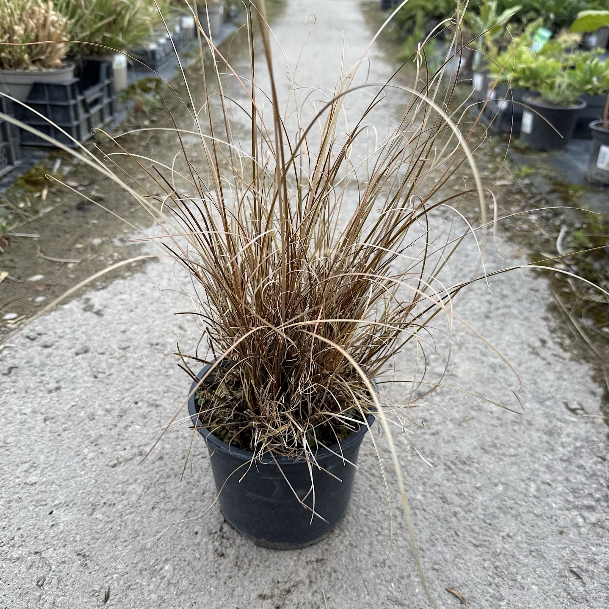 Carex buchananii