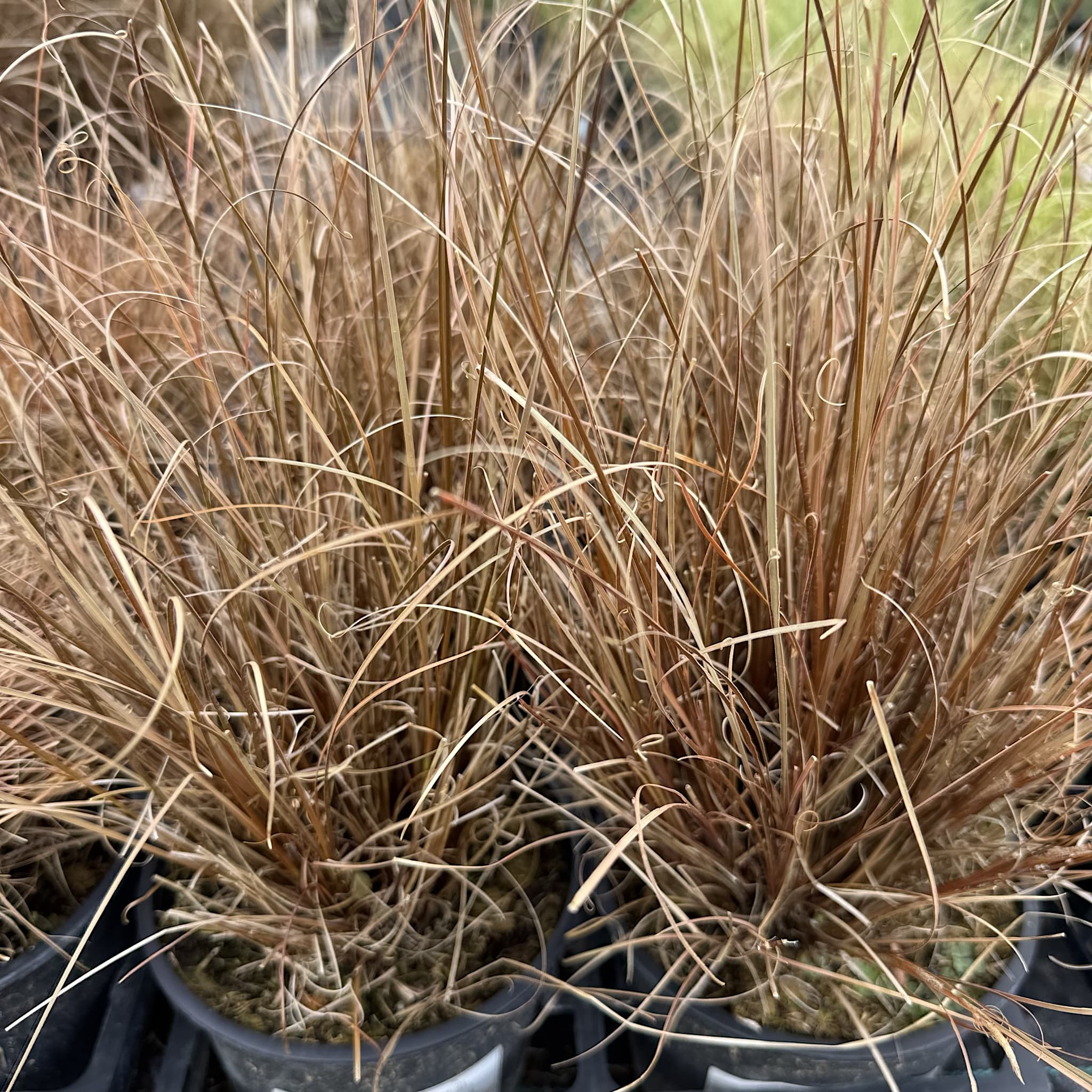Carex buchananii