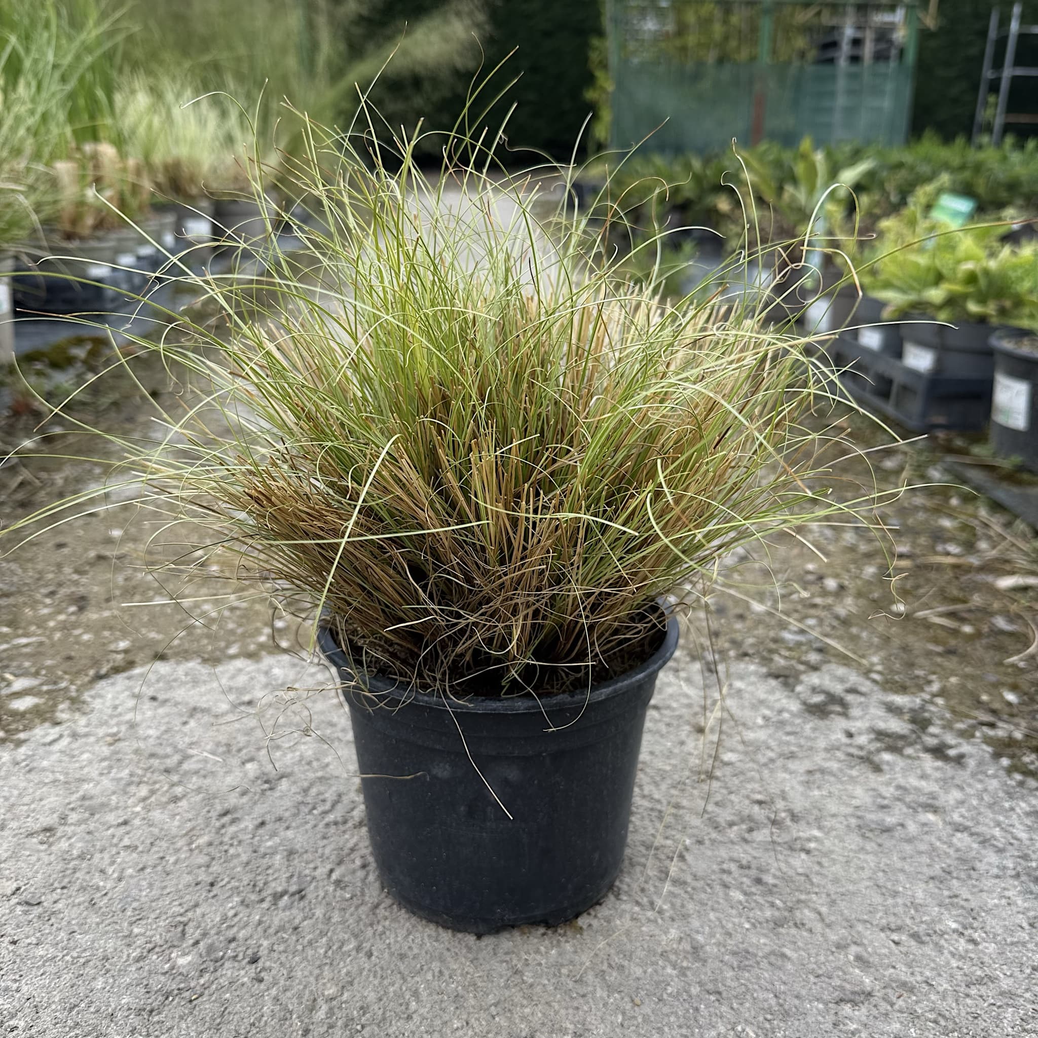 Carex comans 'Frosted Curls'