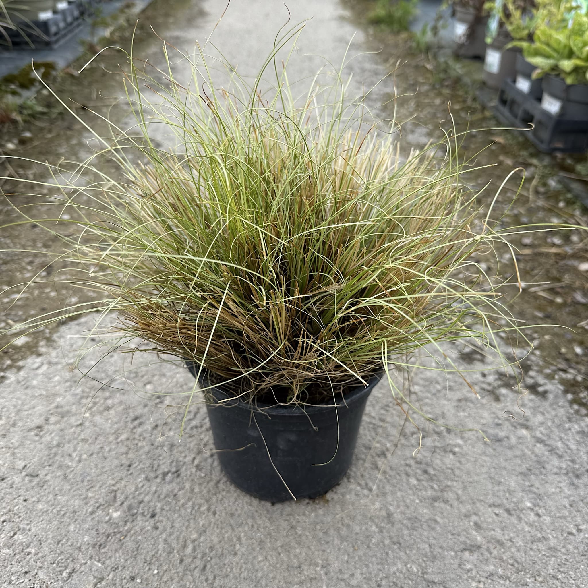 Carex comans 'Frosted Curls'