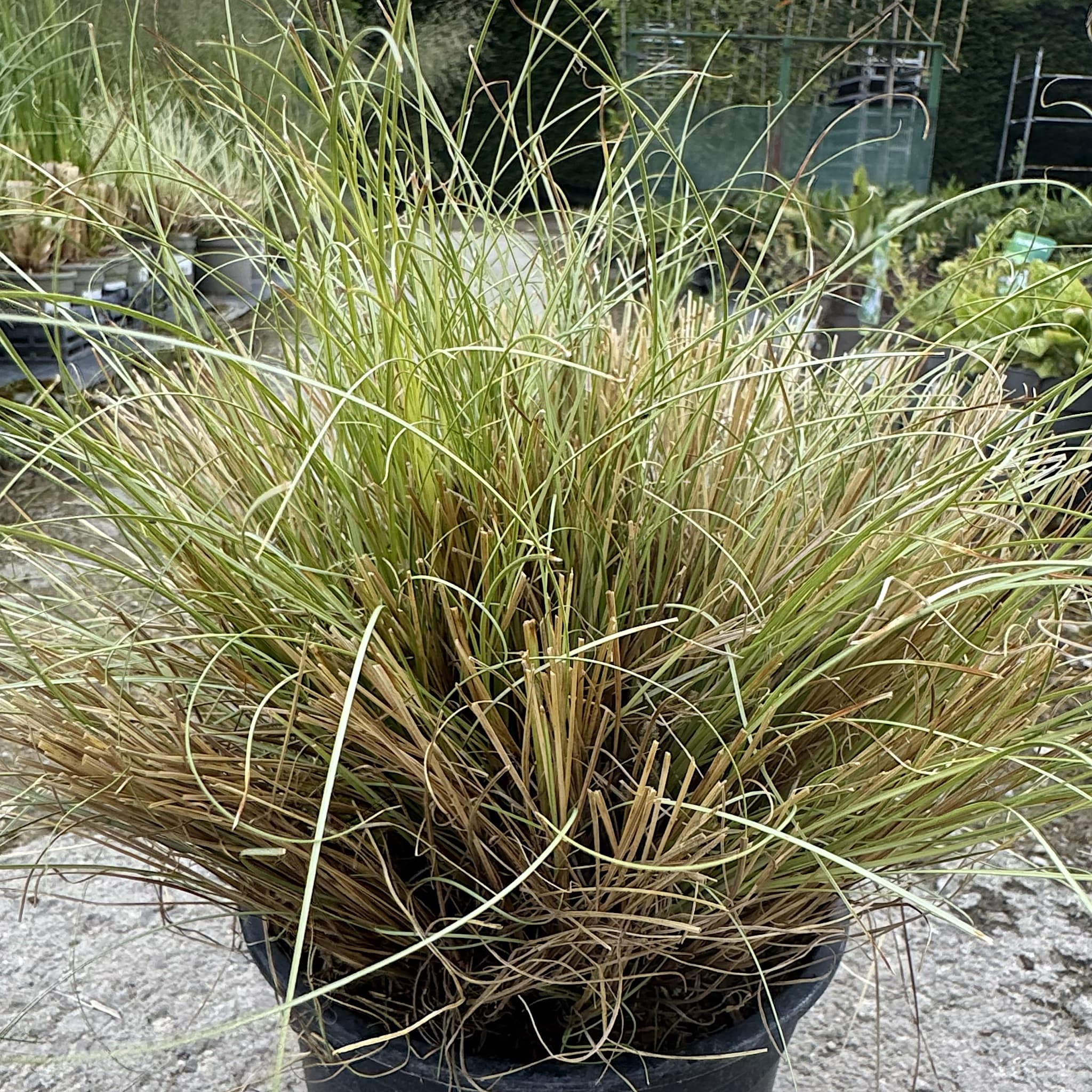 Carex comans 'Frosted Curls'