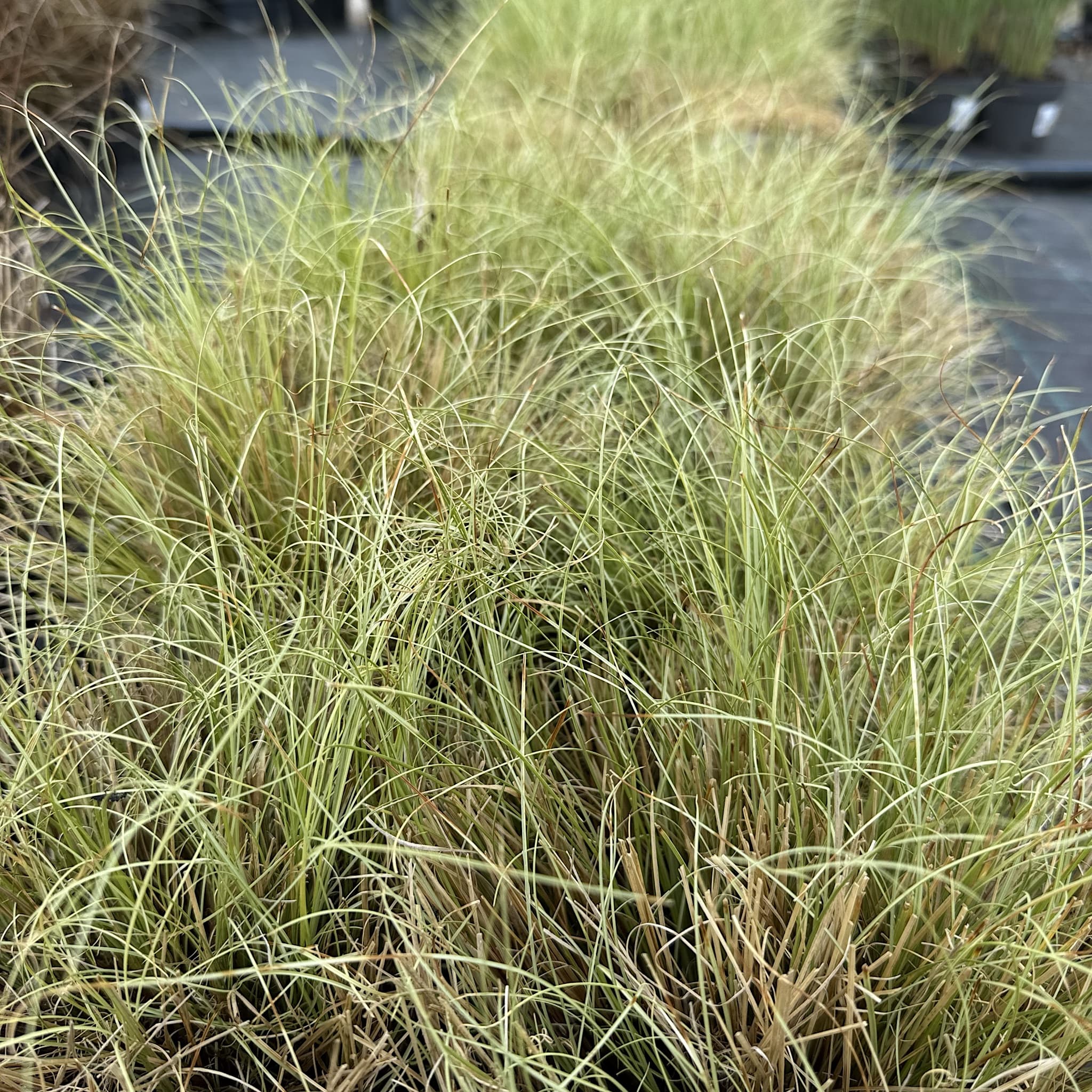 Carex comans 'Frosted Curls'