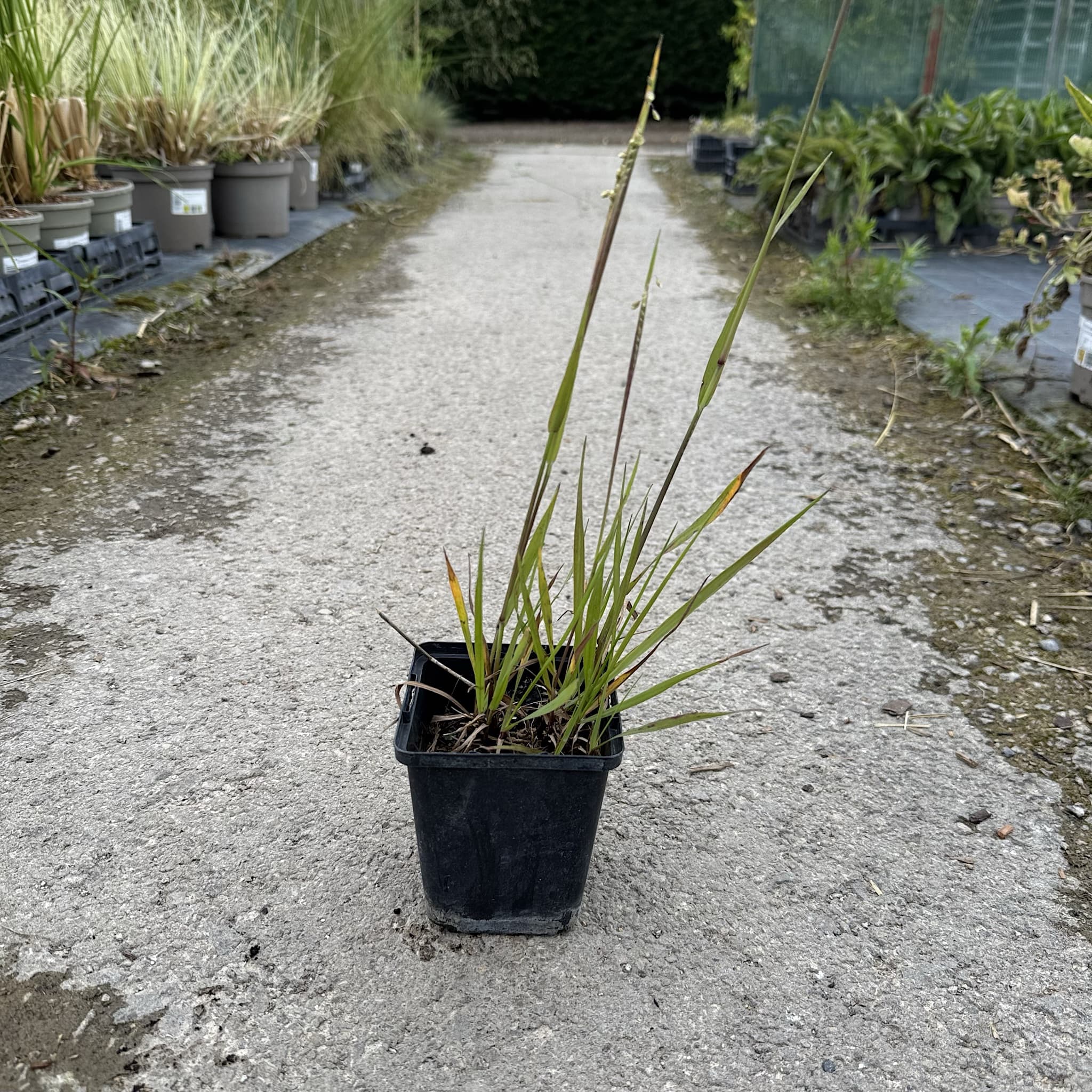 Chasmanthium latifolium