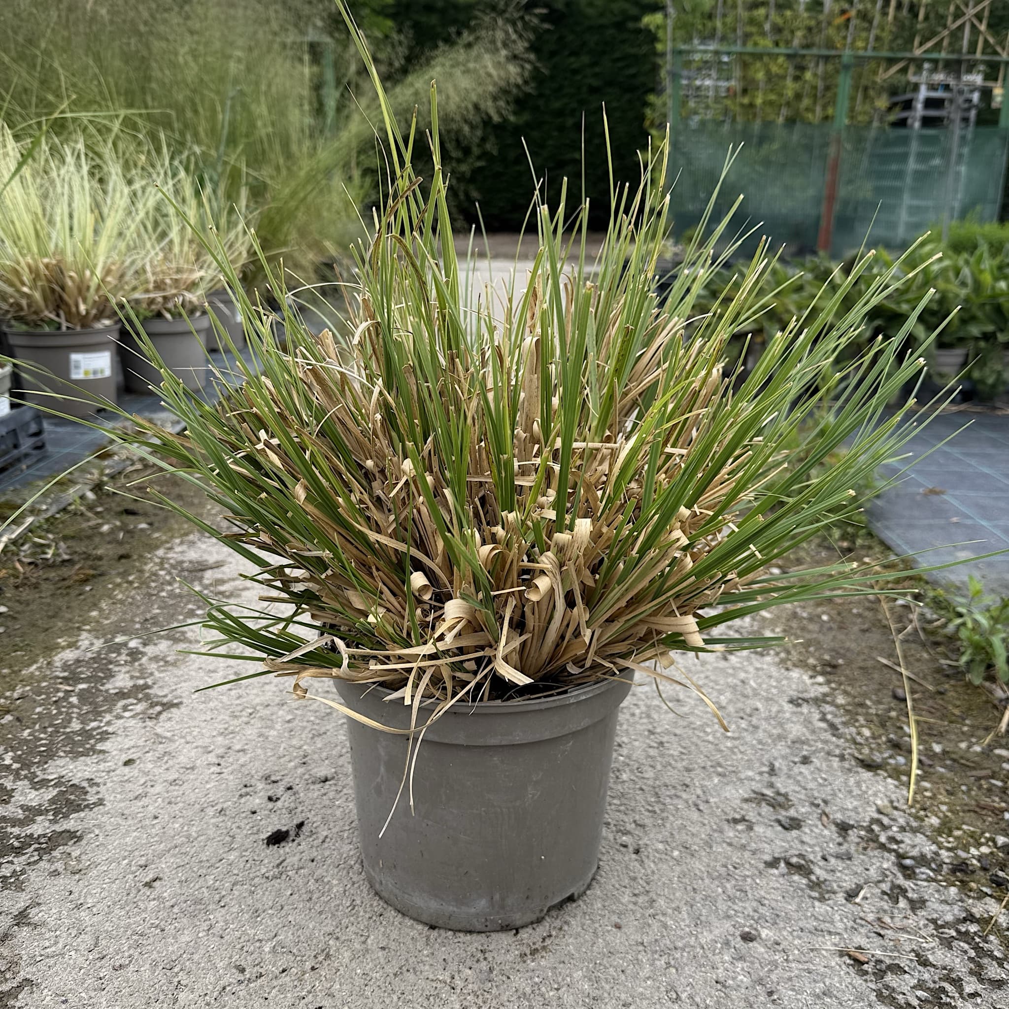 Cortaderia selloana 'Mini Pampas'