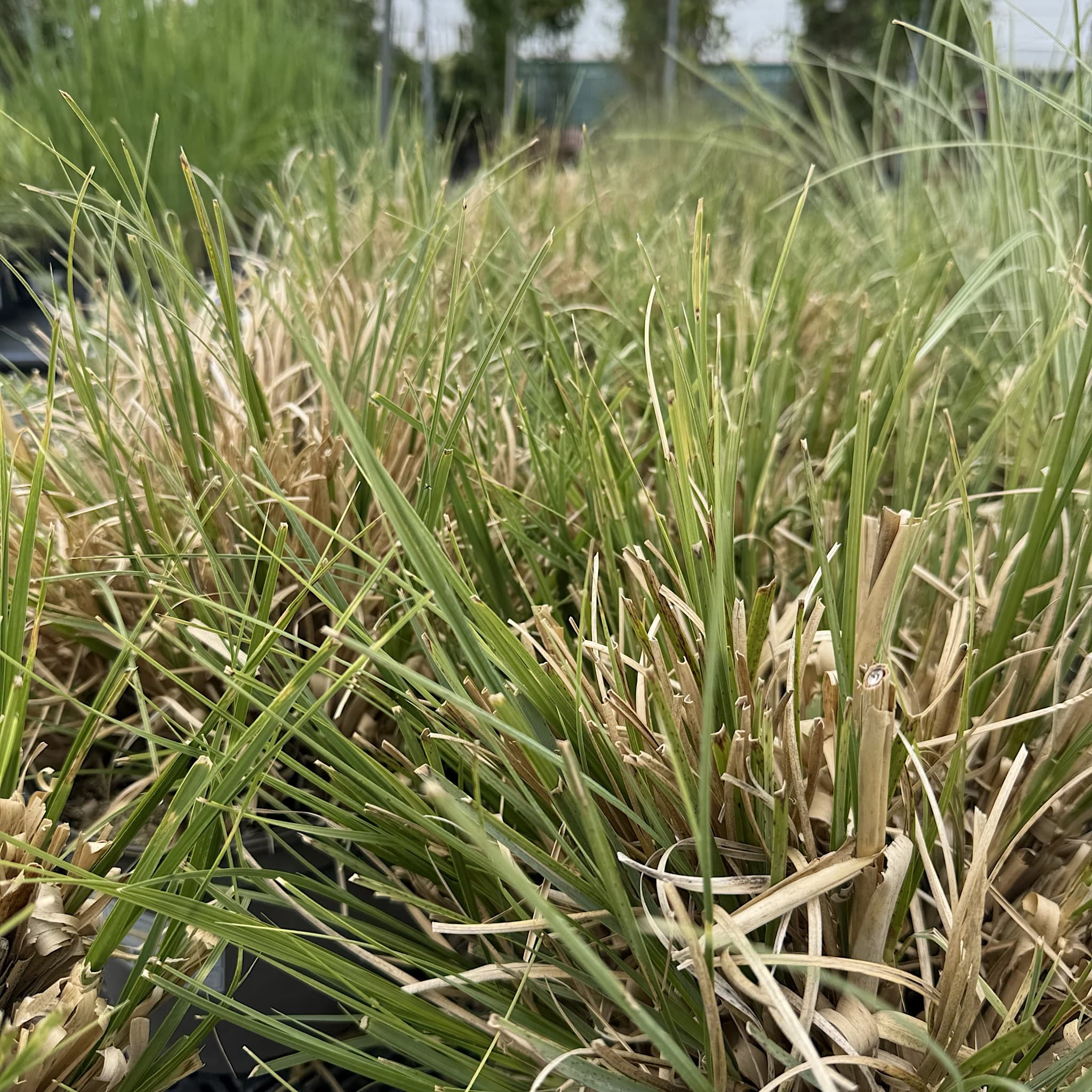 Cortaderia selloana 'Mini Pampas'