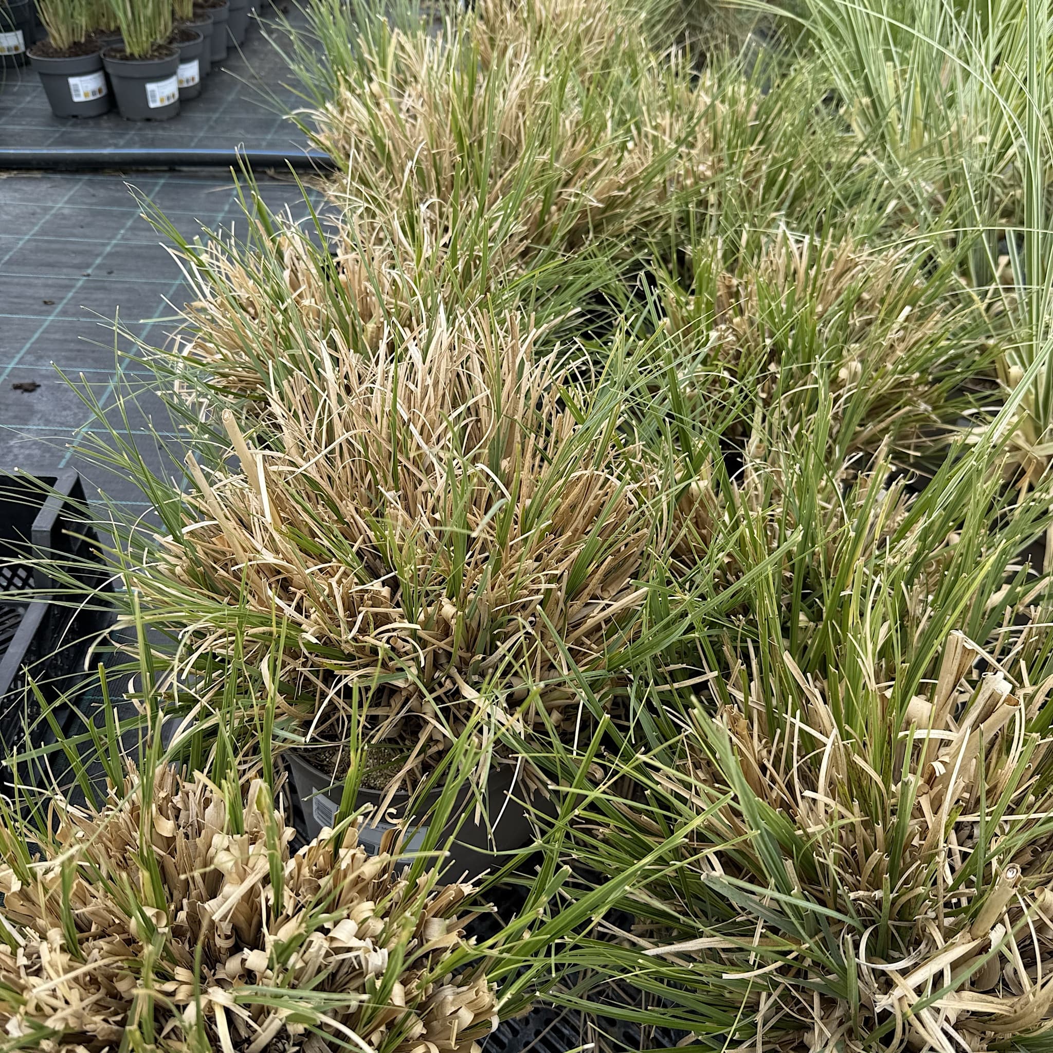 Cortaderia selloana 'Mini Pampas'