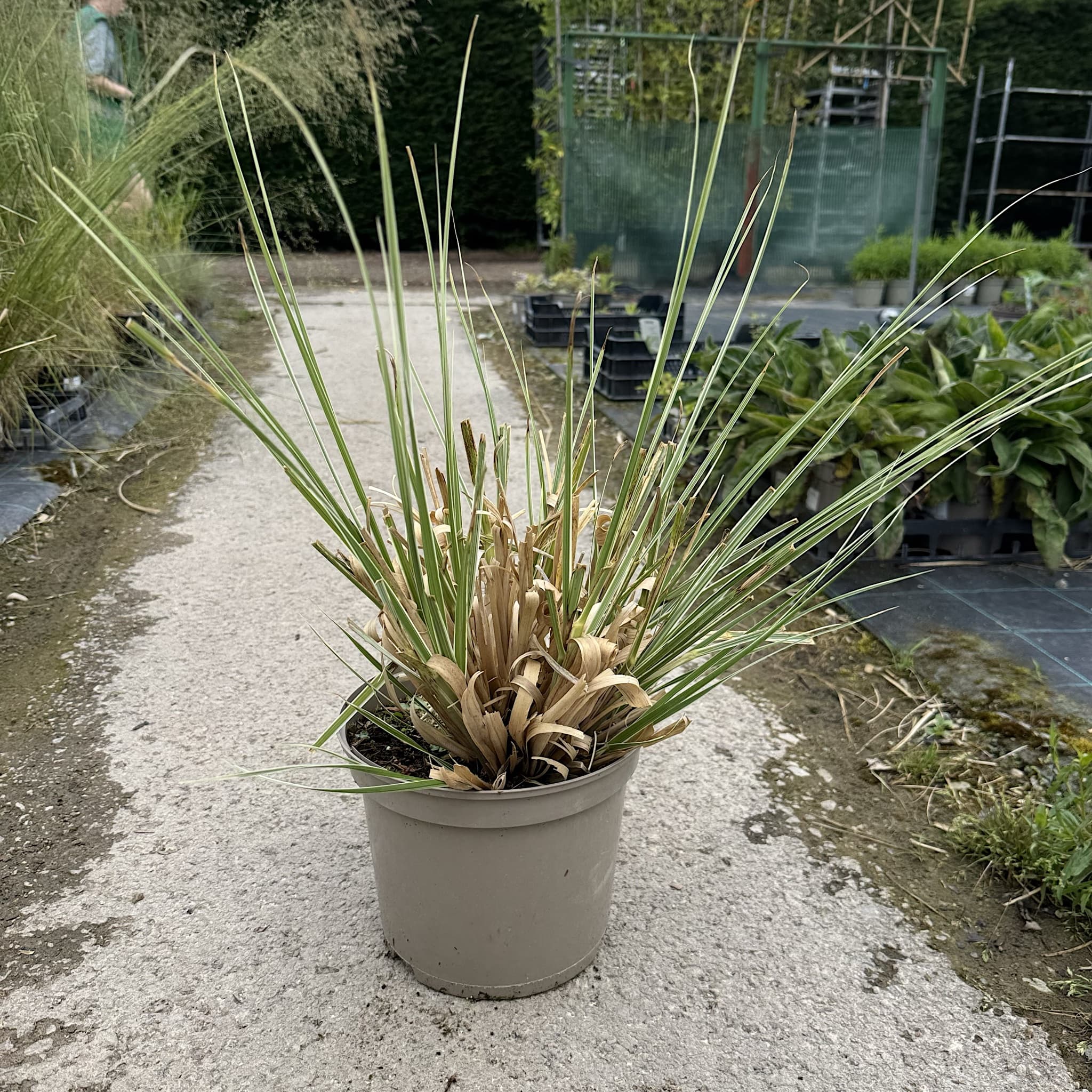 Cortaderia 'Mini Pampas Silver'