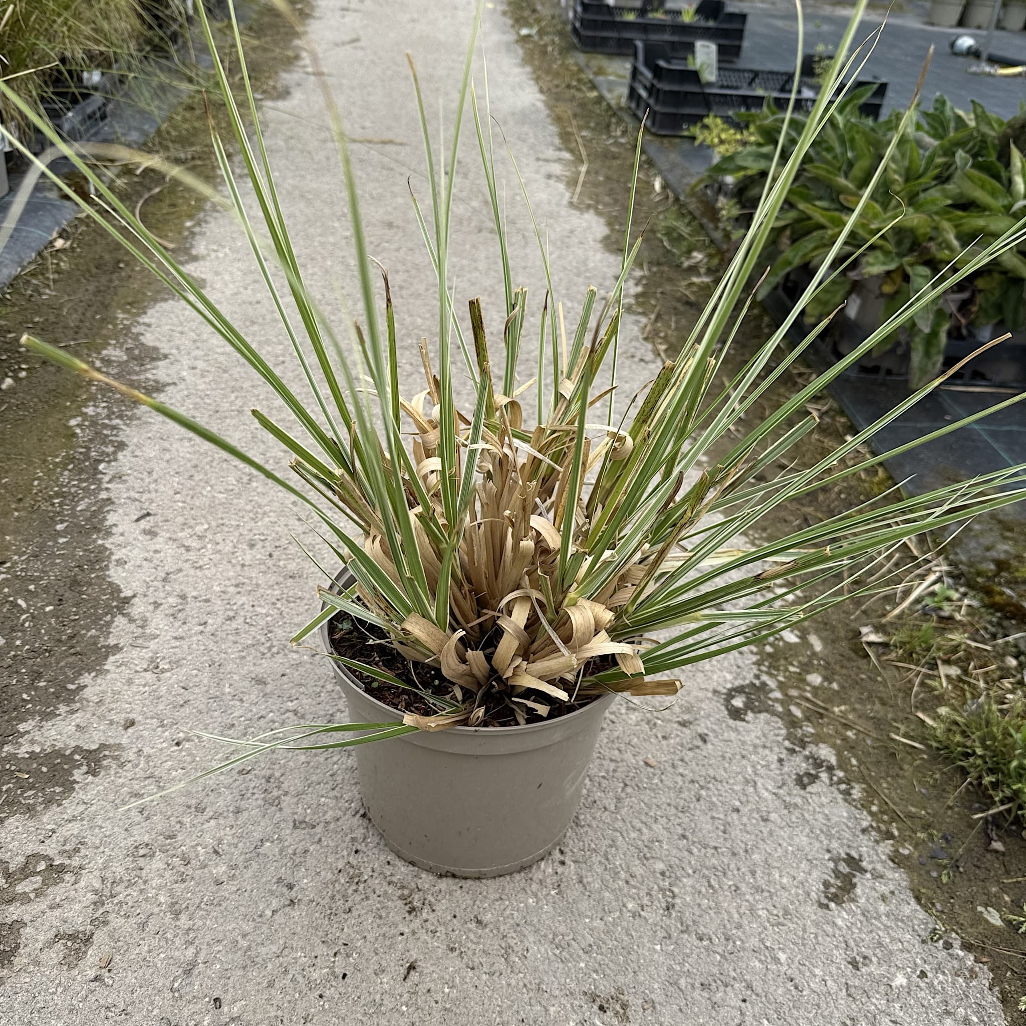 Cortaderia 'Mini Pampas Silver'