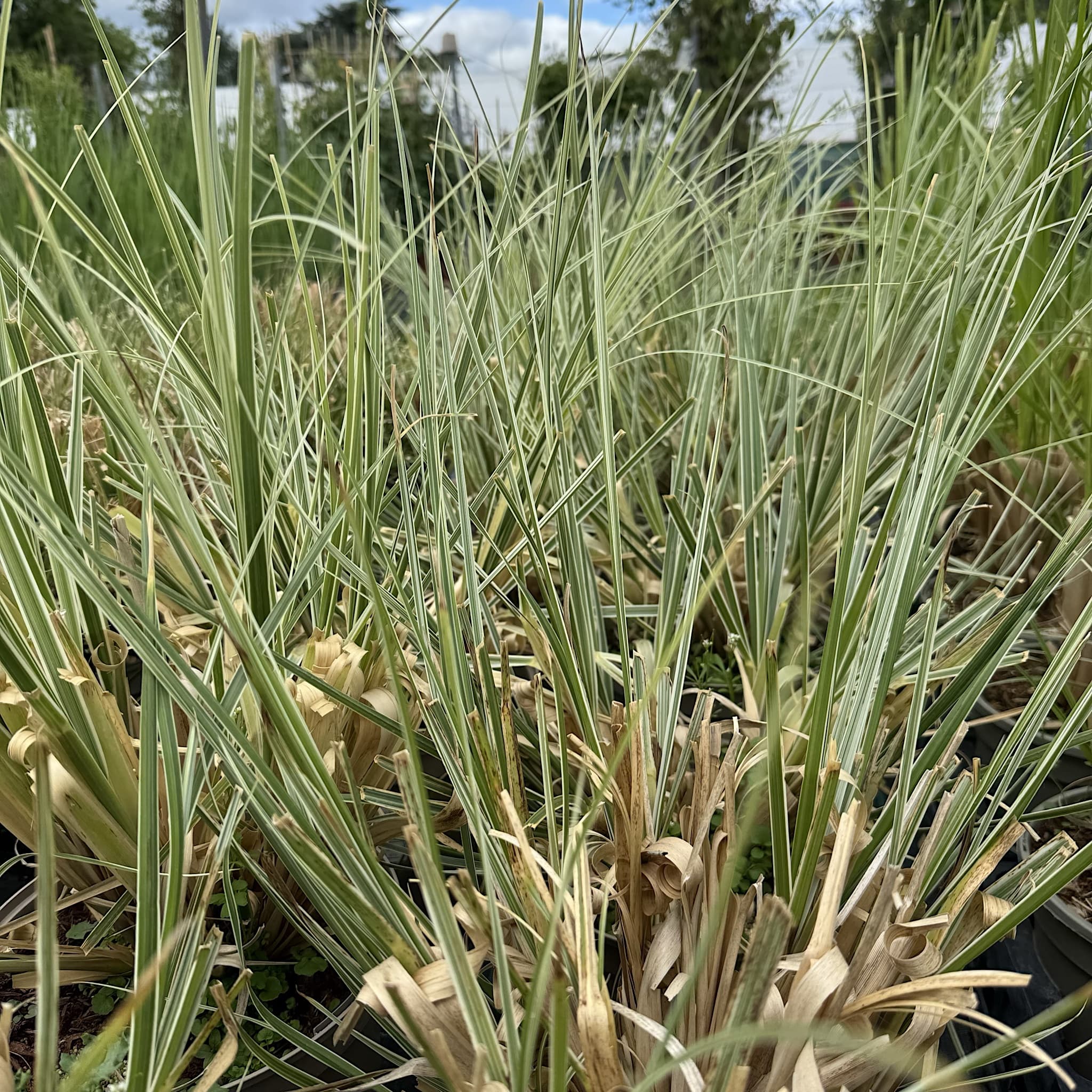 Cortaderia 'Mini Pampas Silver'