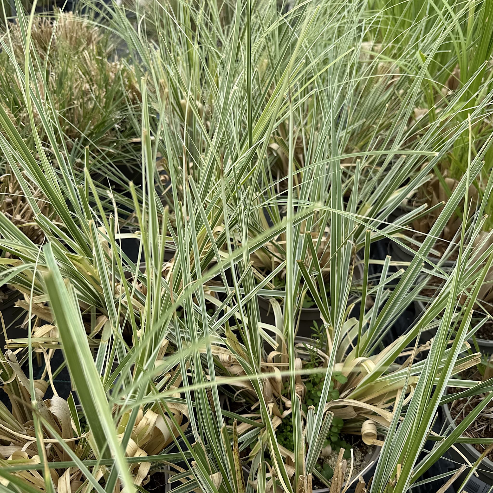 Cortaderia 'Mini Pampas Silver'