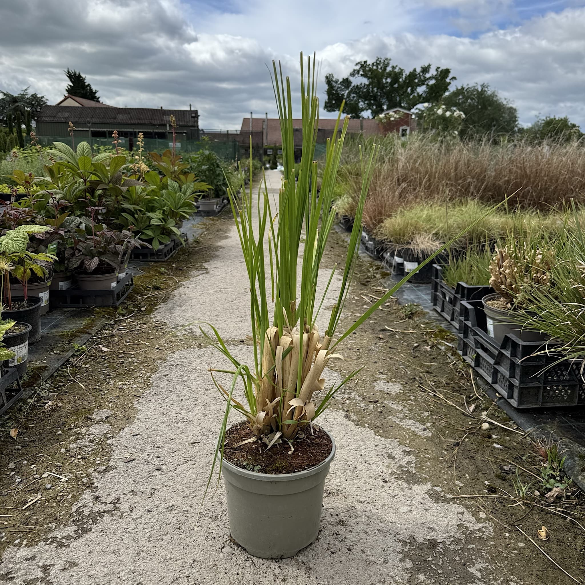 Cortaderia 'Pink Feather’