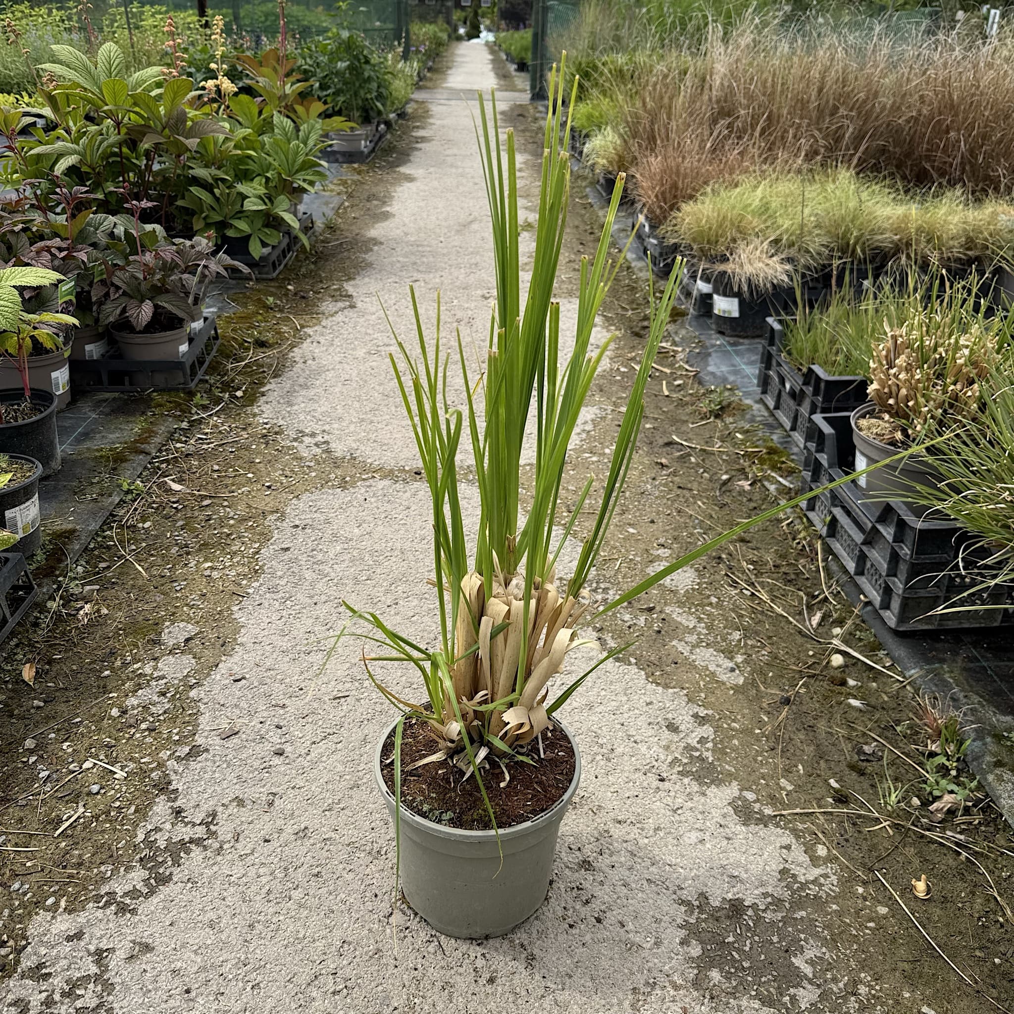 Cortaderia 'Pink Feather’
