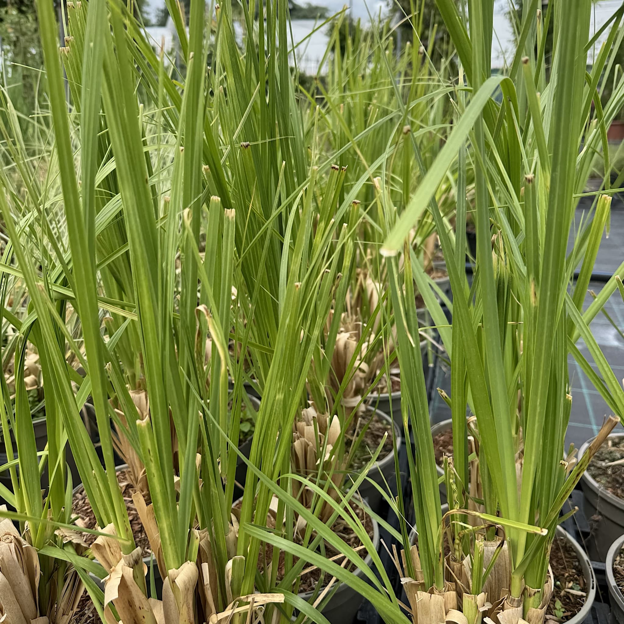 Cortaderia 'Pink Feather’