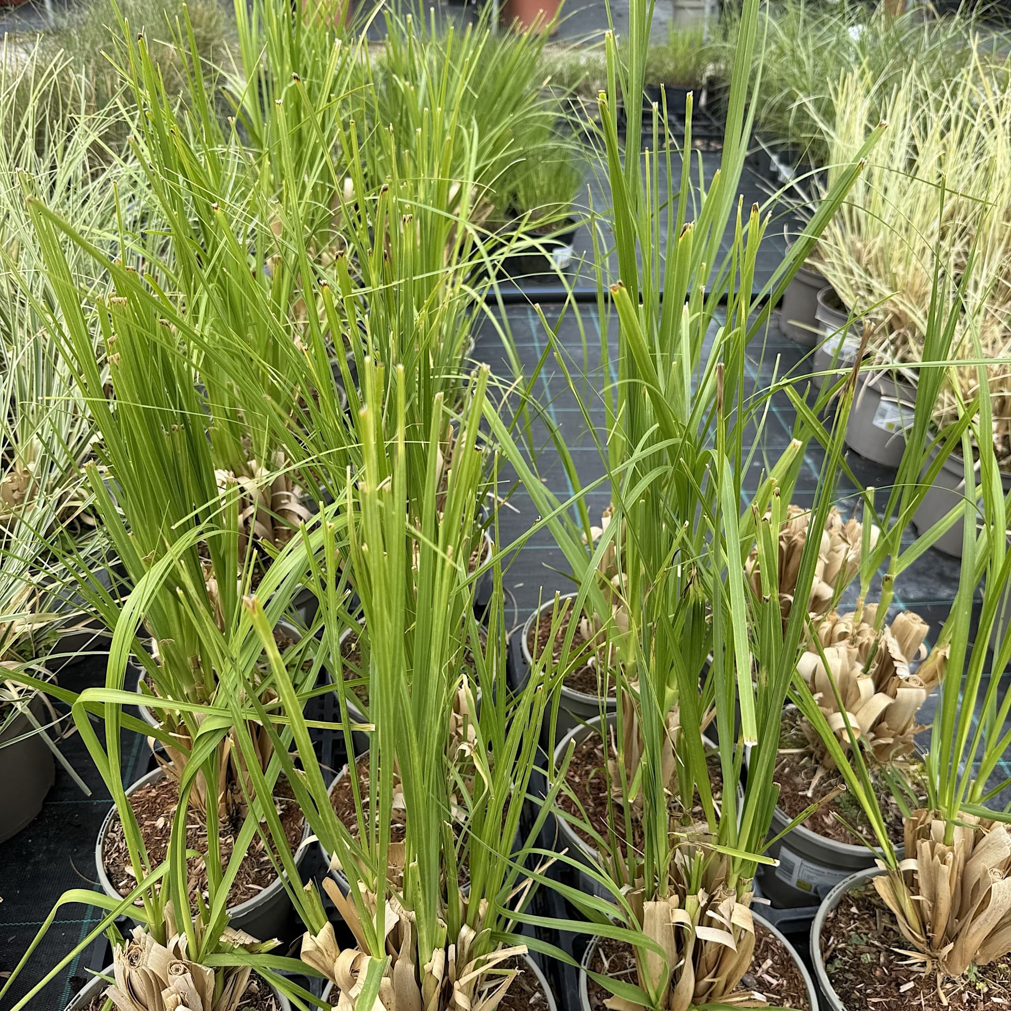 Cortaderia 'Pink Feather’