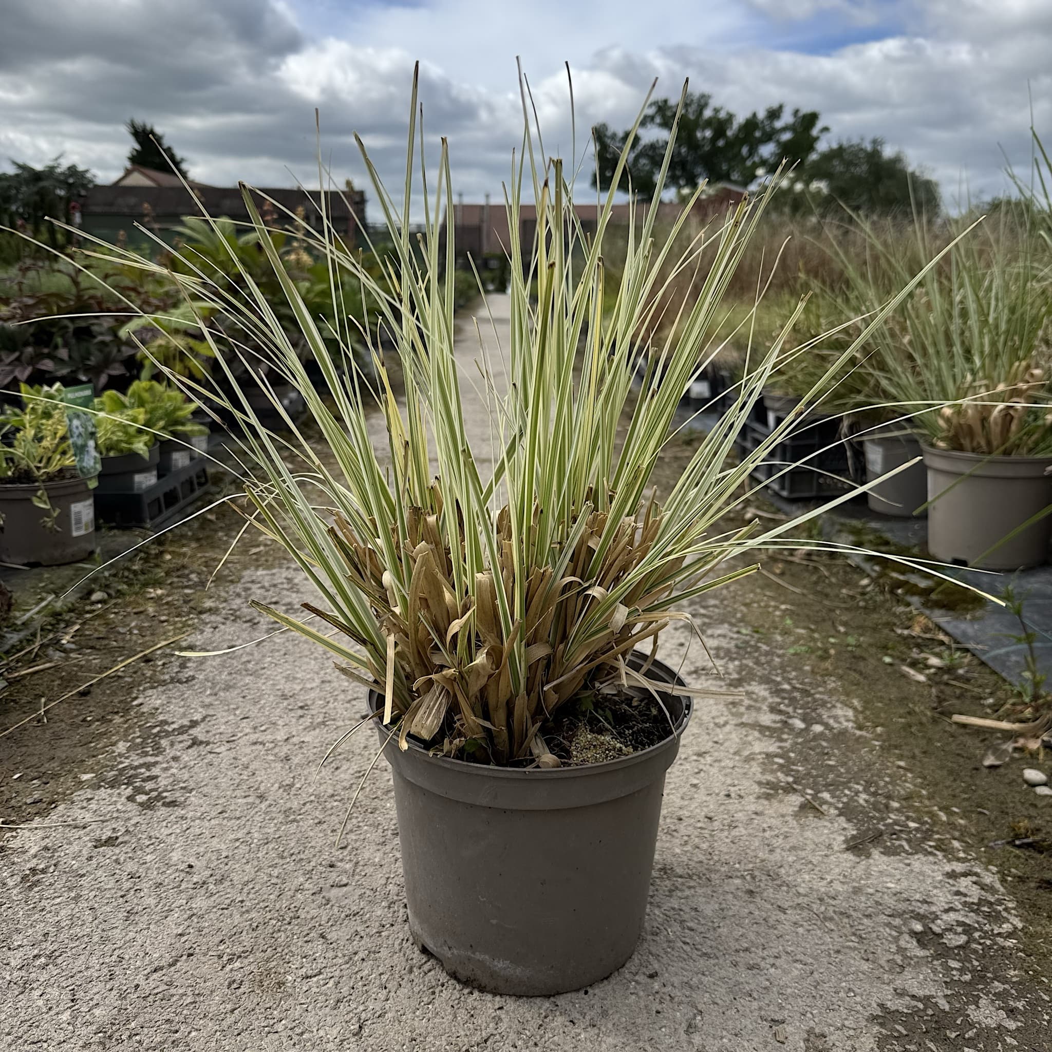 Cortaderia 'Splendid Star'