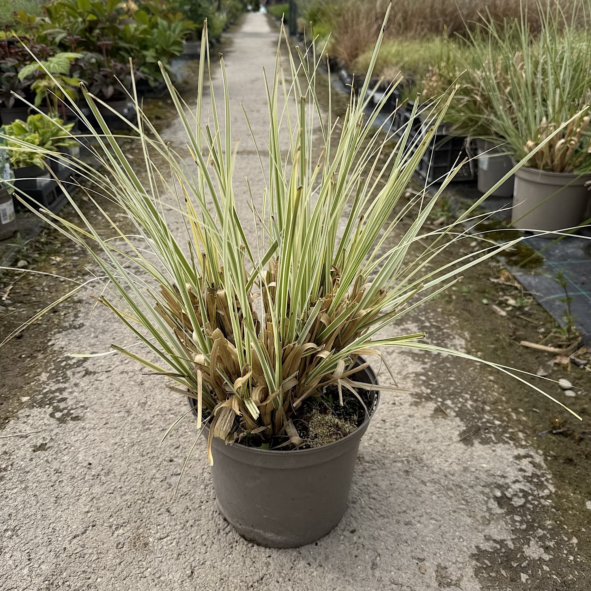 Cortaderia 'Splendid Star'