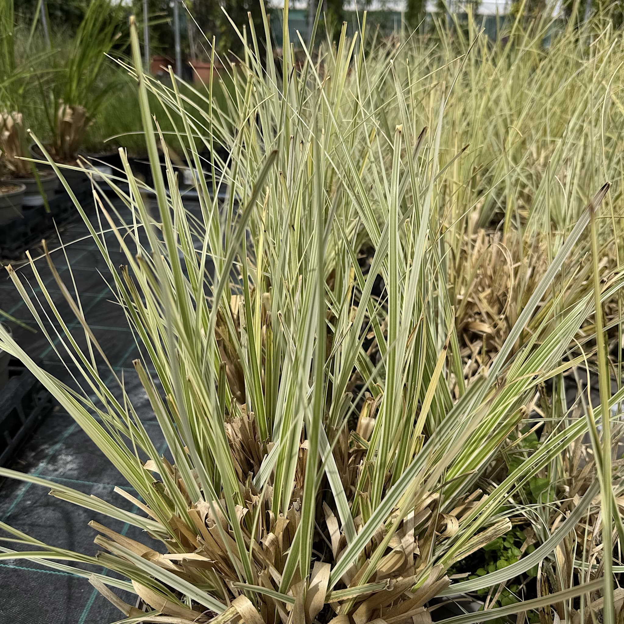 Cortaderia 'Splendid Star'
