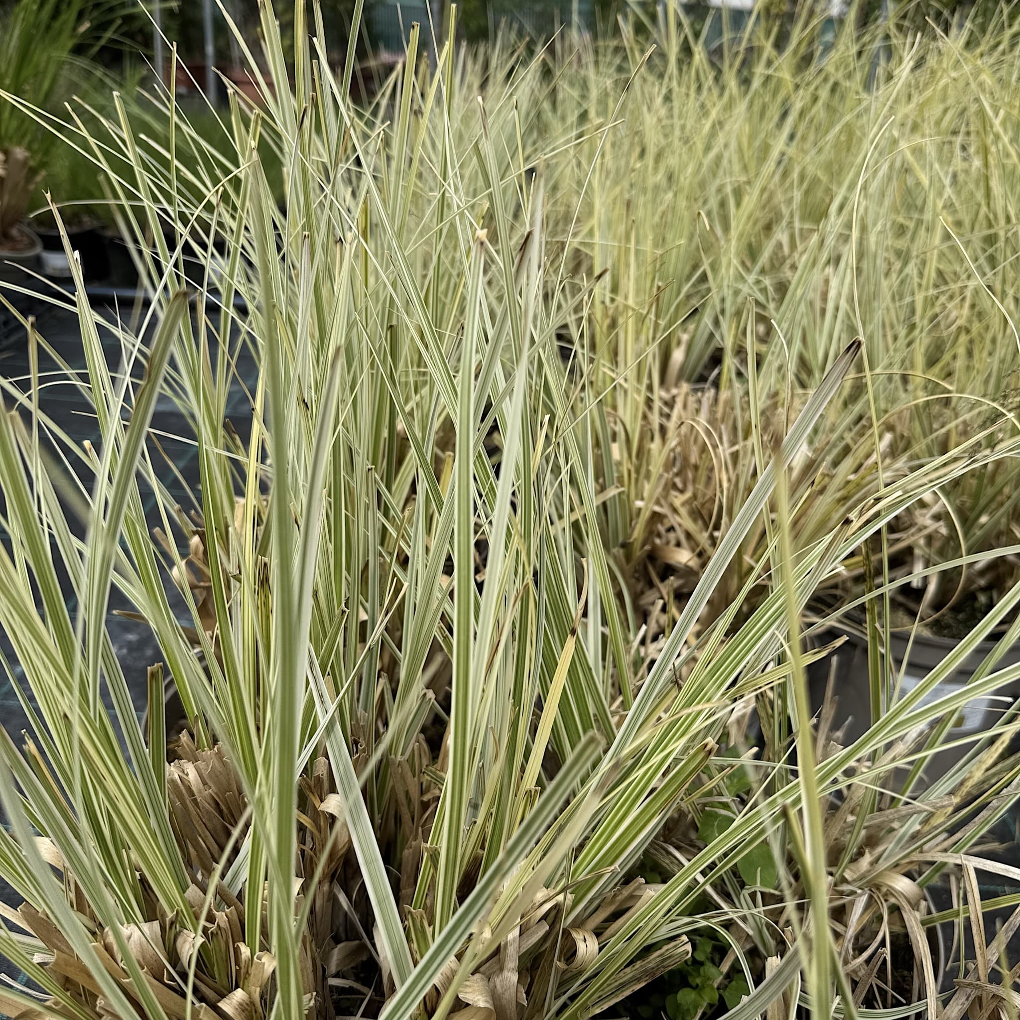 Cortaderia 'Splendid Star'