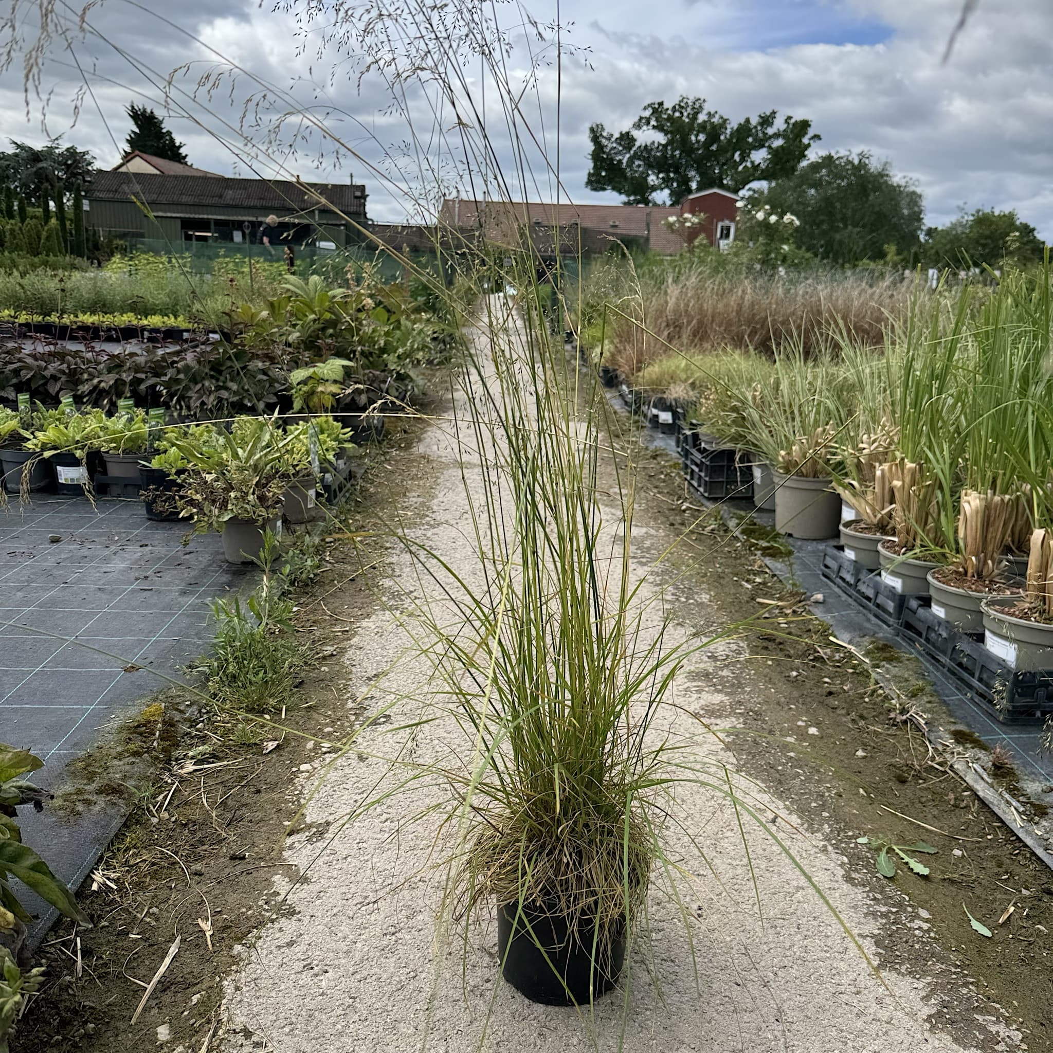 Deschampsia cespitosa