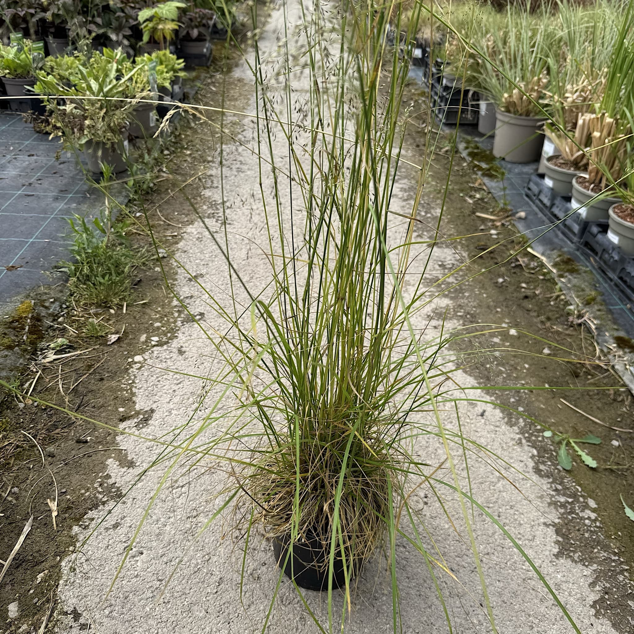 Deschampsia cespitosa