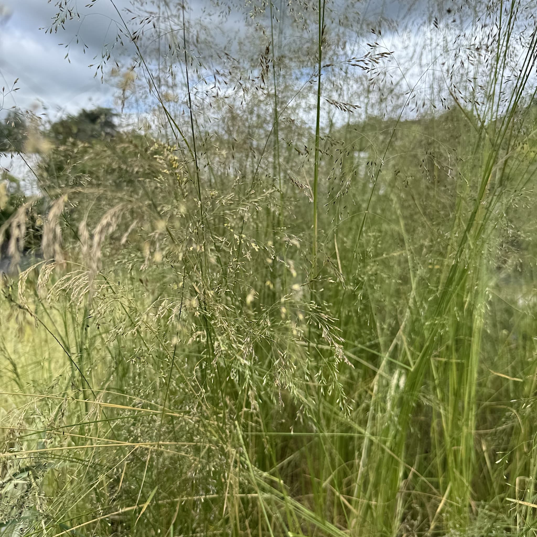Deschampsia cespitosa