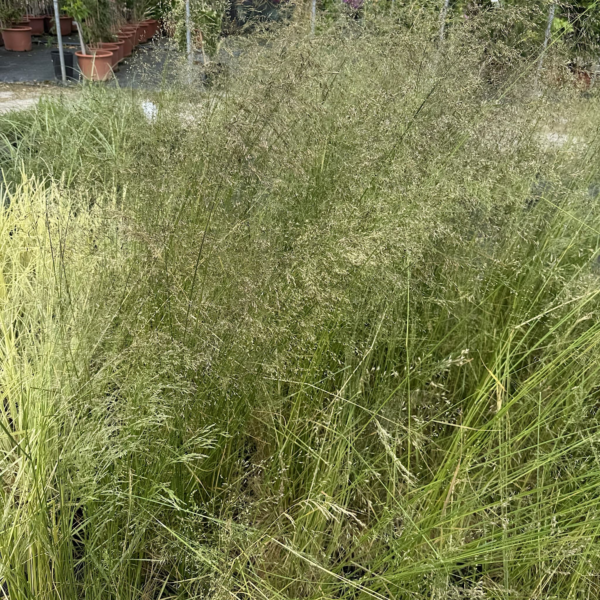 Deschampsia cespitosa