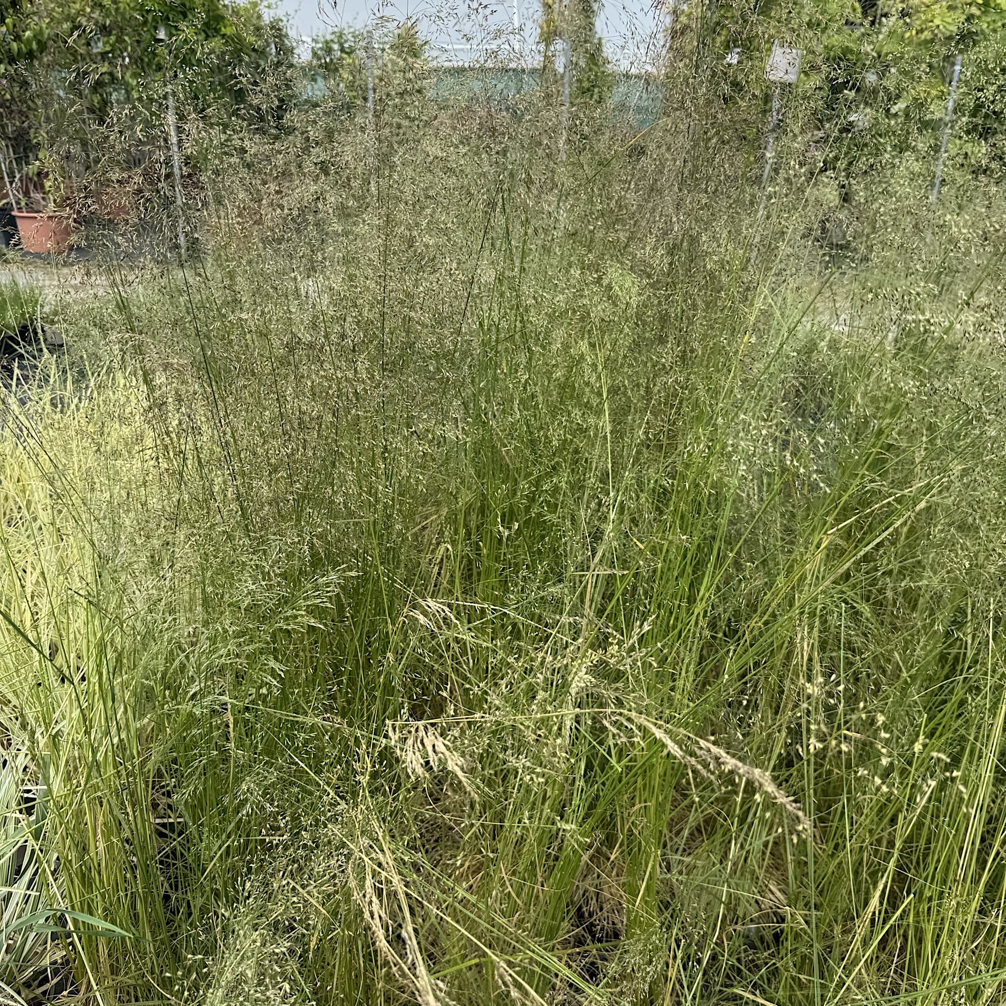 Deschampsia cespitosa