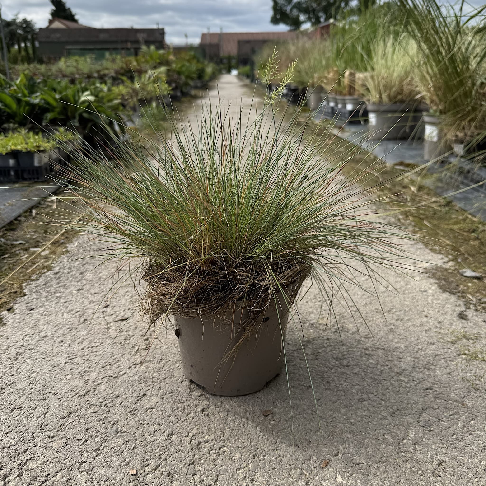 Festuca 'Elijah Blue'