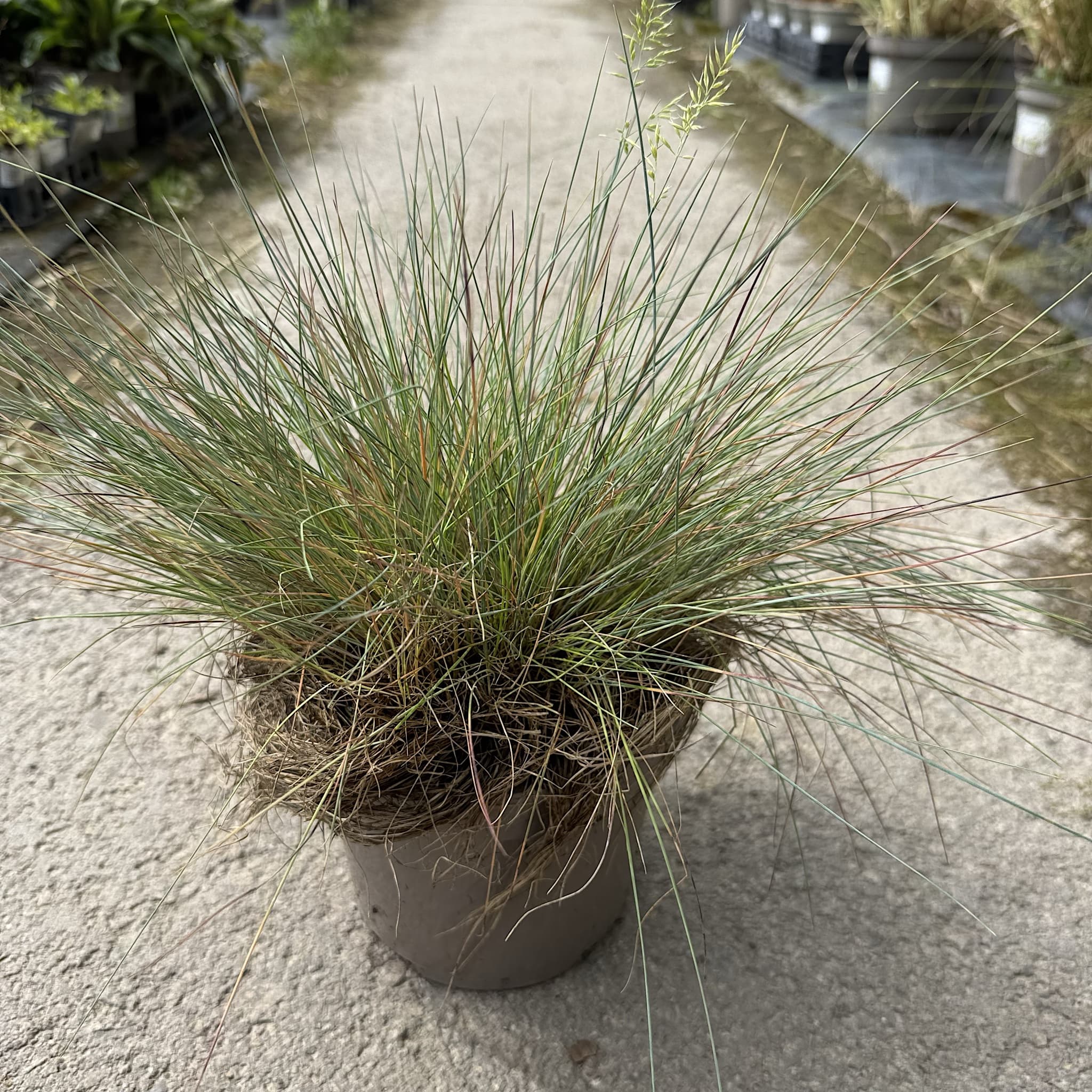 Festuca 'Elijah Blue'