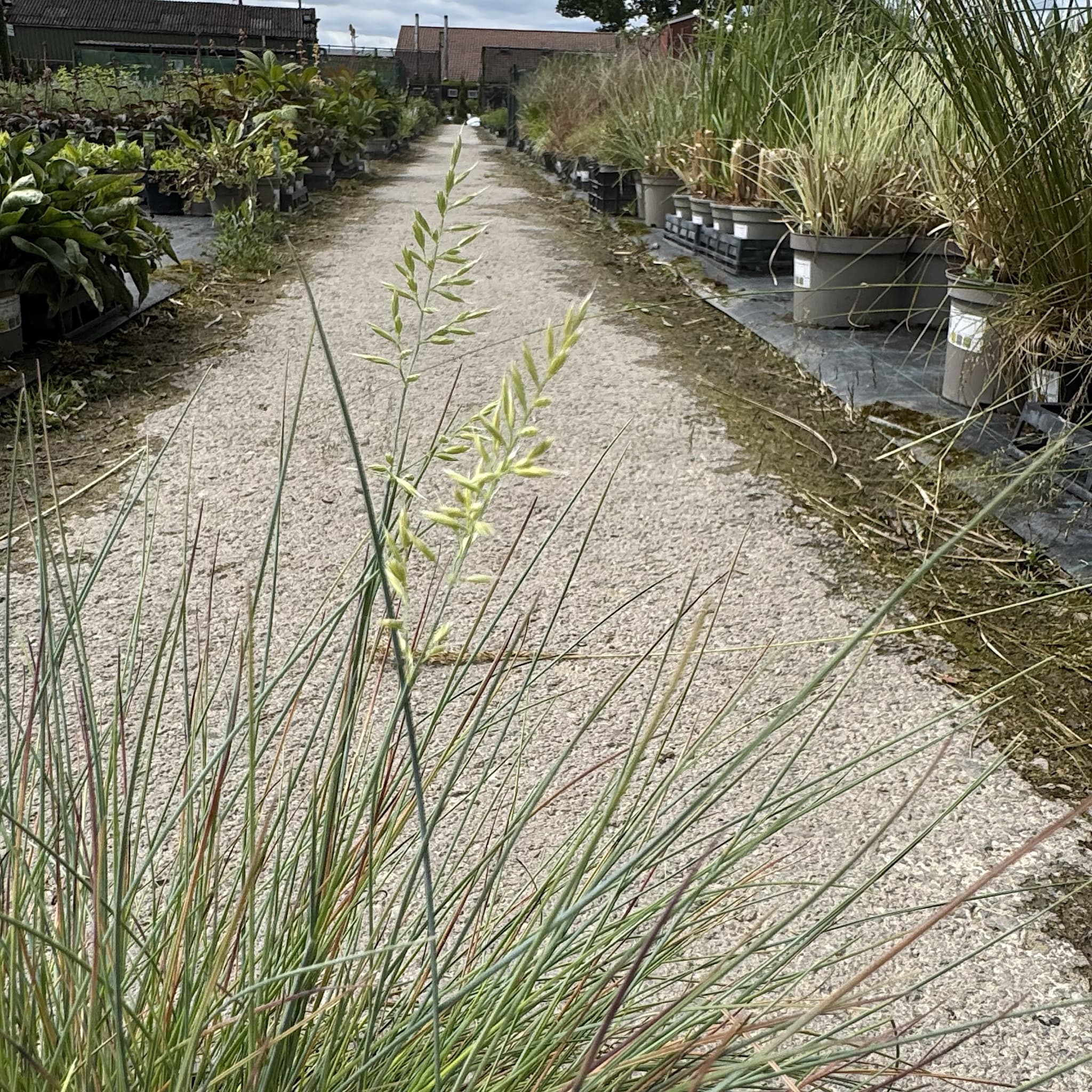 Festuca 'Elijah Blue'