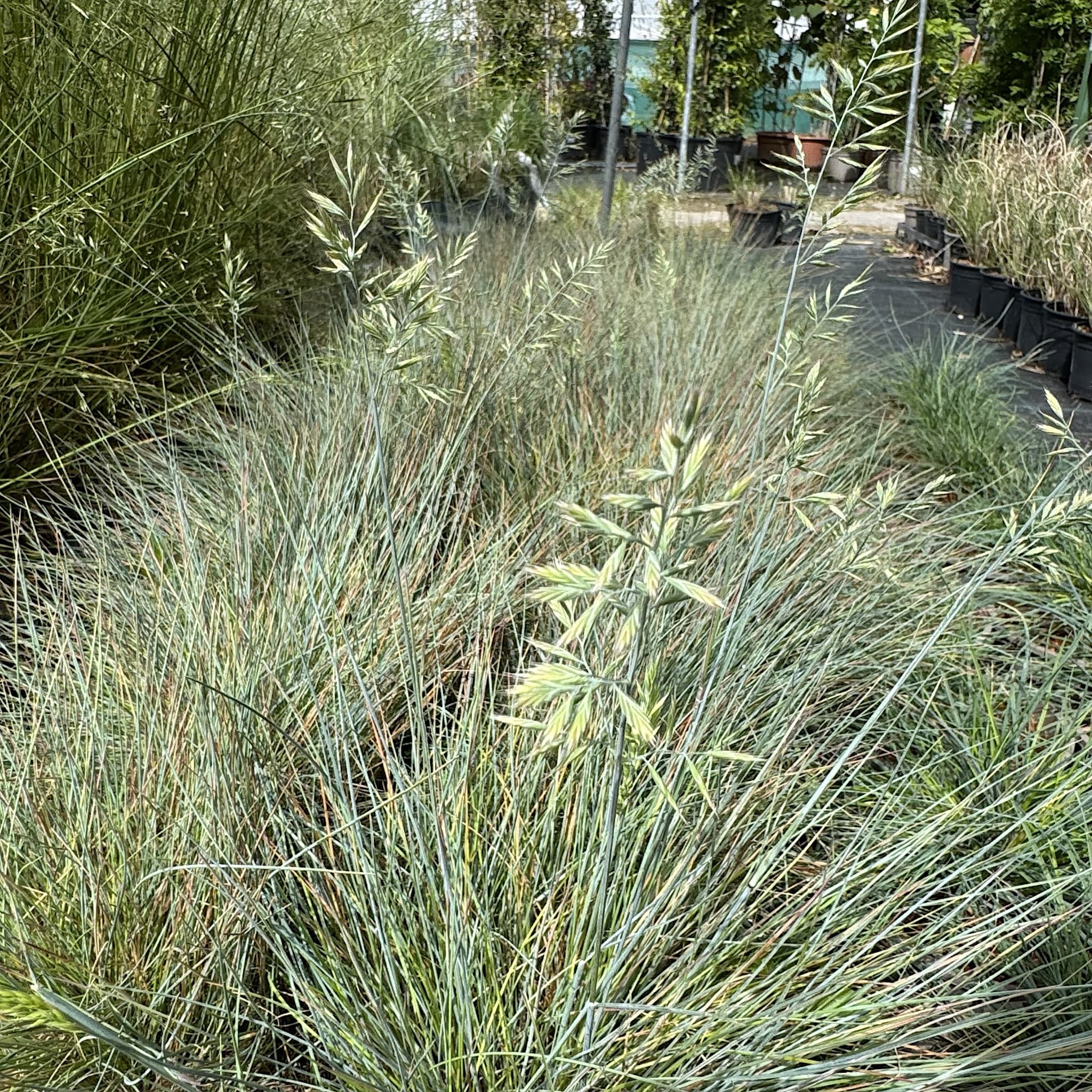 Festuca 'Elijah Blue'