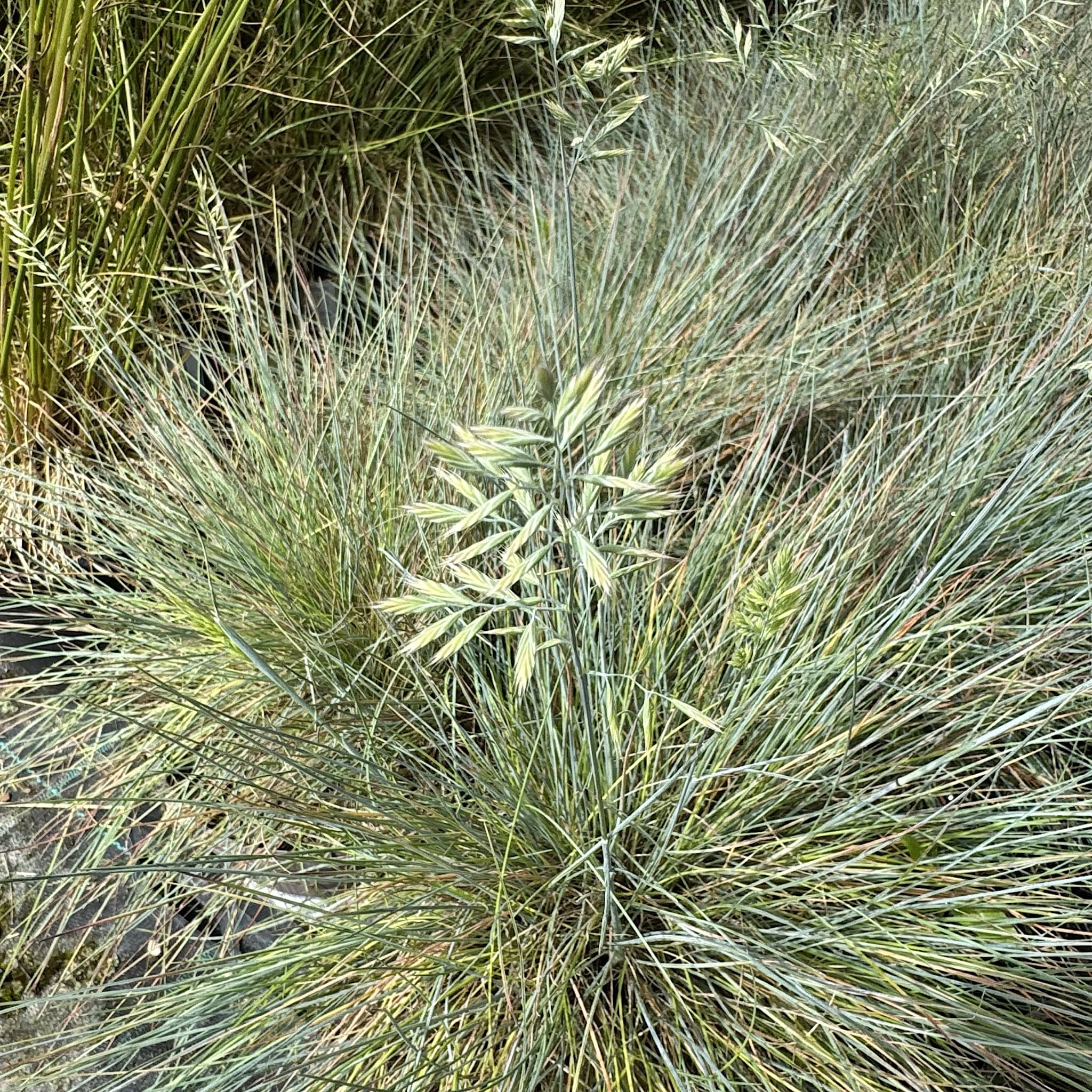 Festuca 'Elijah Blue'
