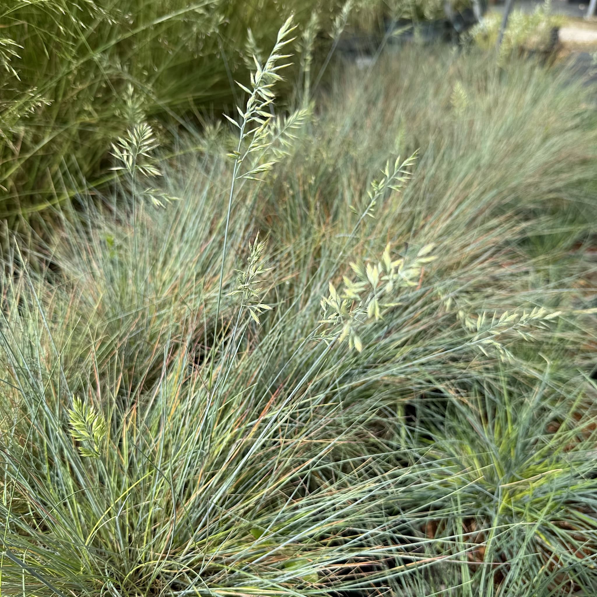 Festuca 'Elijah Blue'