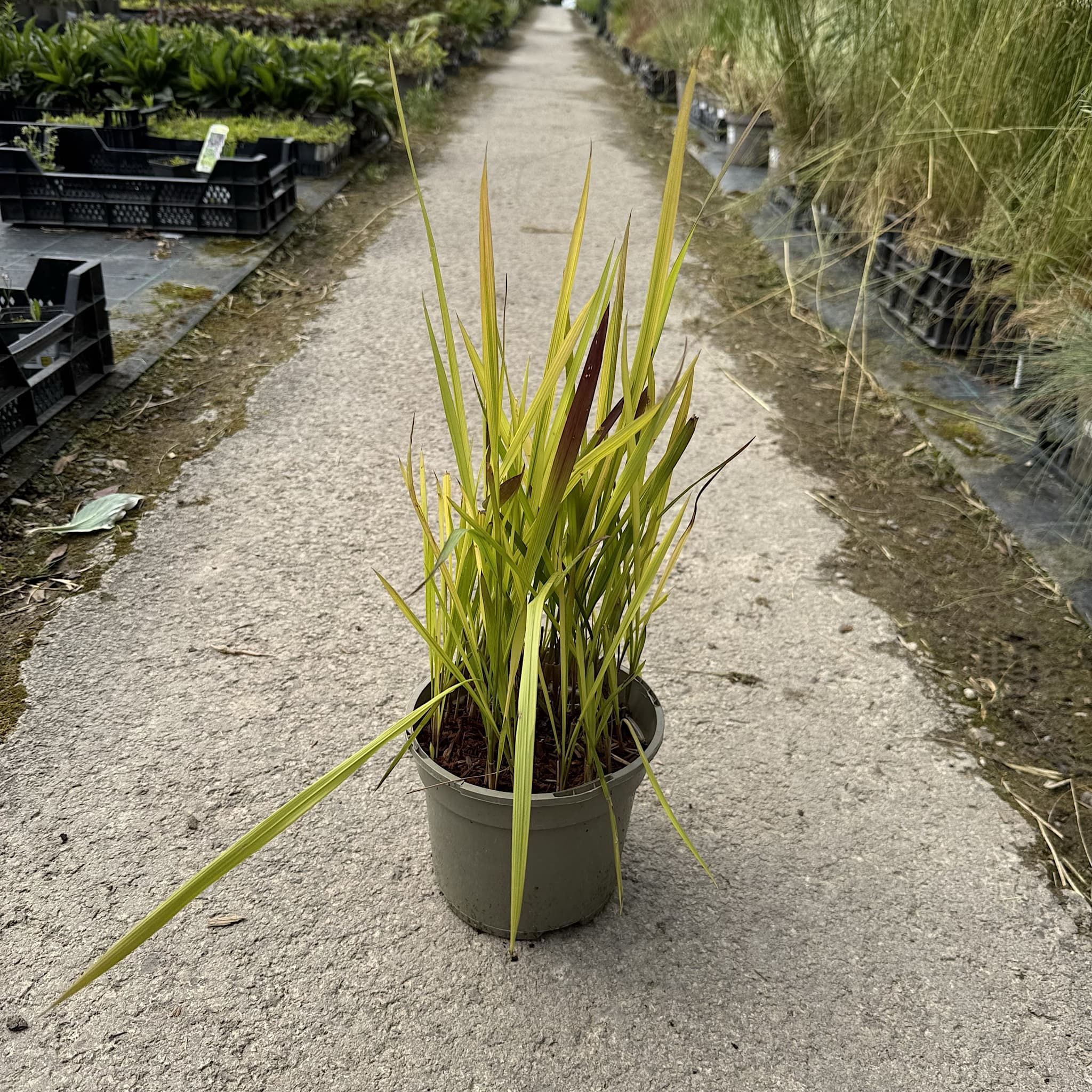 Imperata cylindrica 'Rubra'