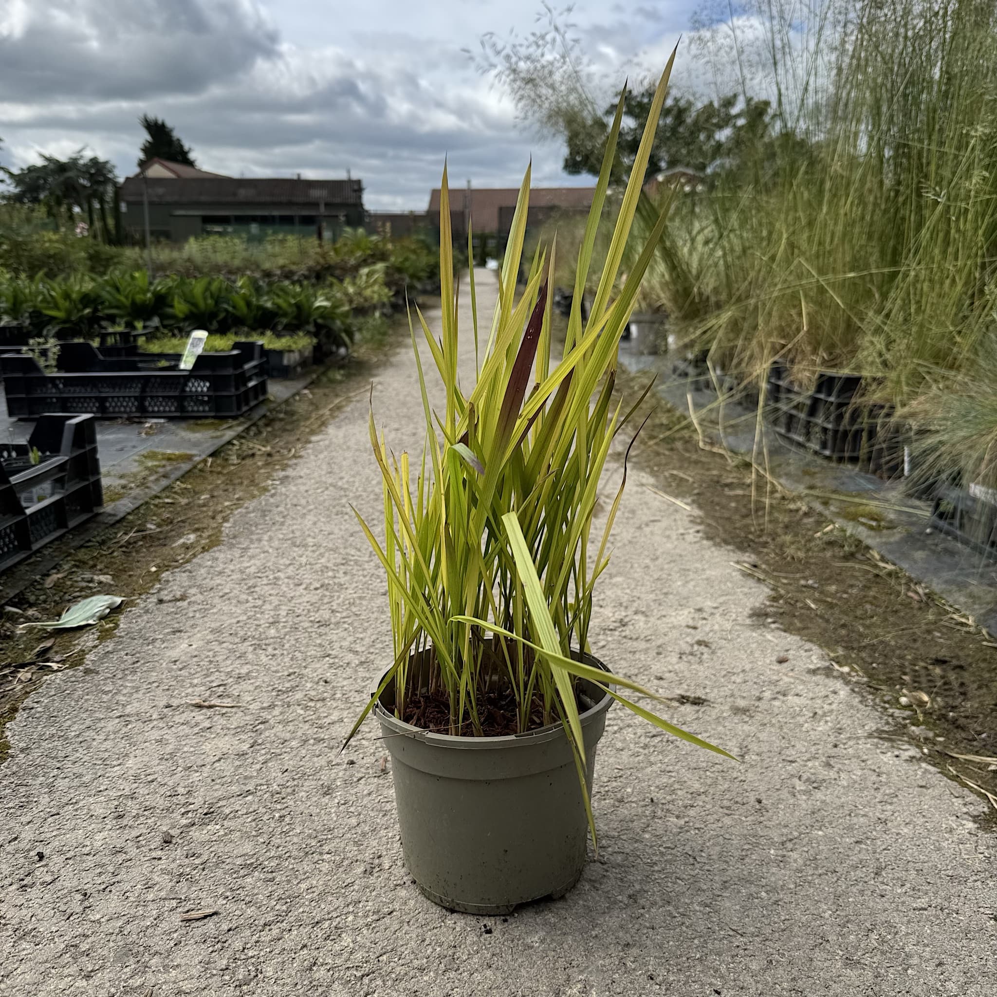 Imperata cylindrica 'Rubra'