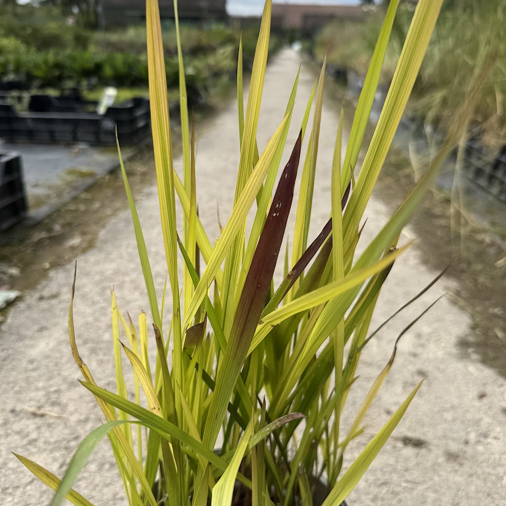 Imperata cylindrica 'Rubra'
