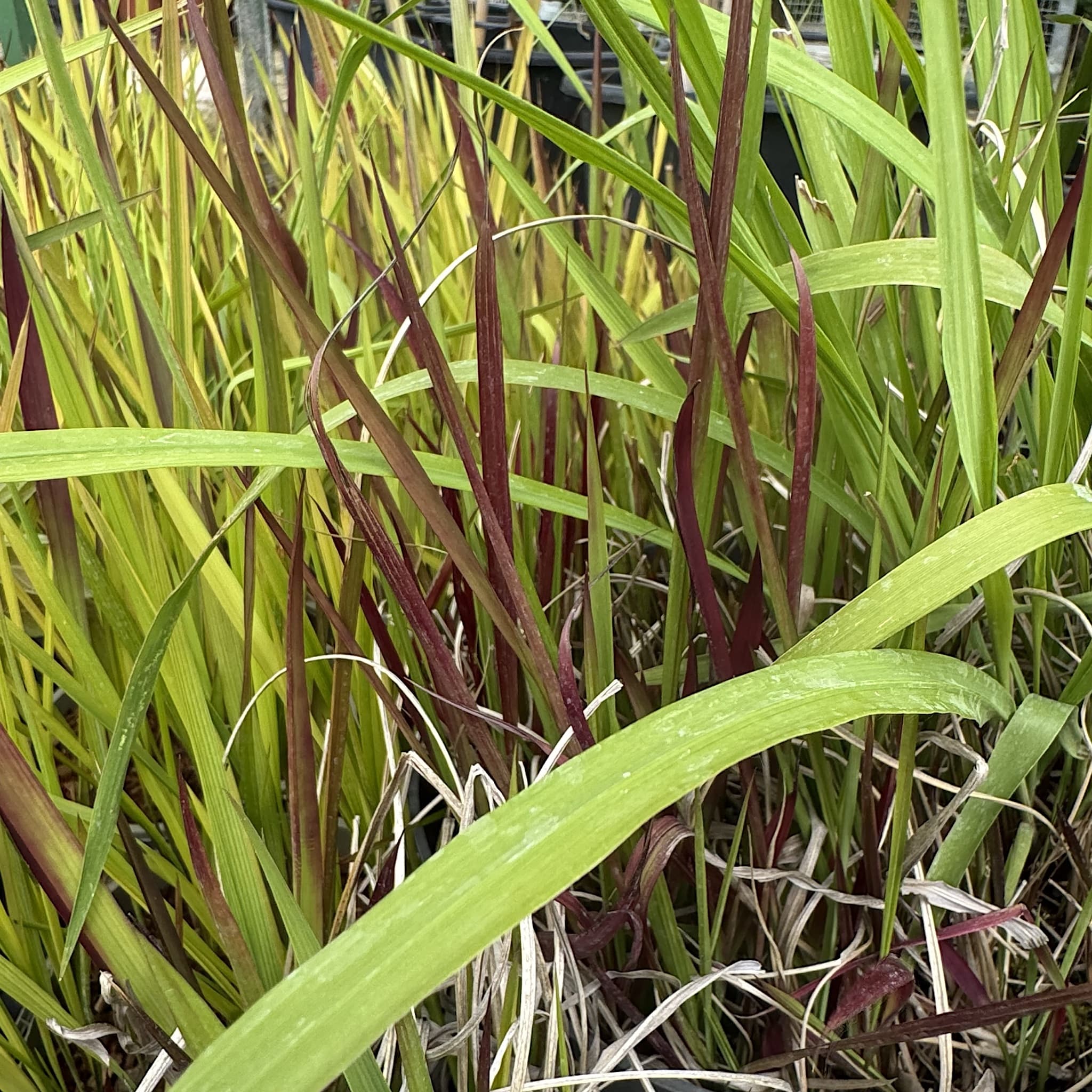 Imperata cylindrica 'Rubra'