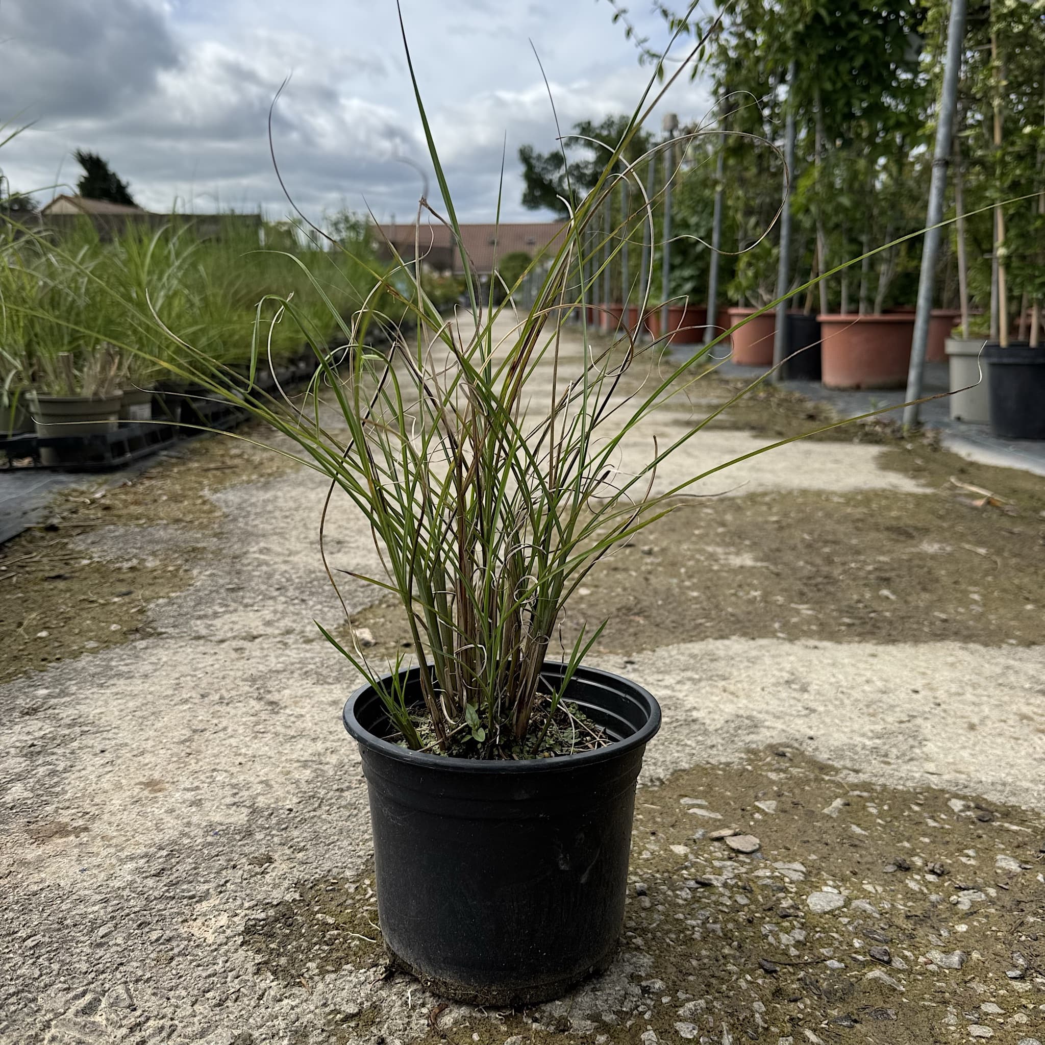 Miscanthus sin. 'Gracillimus'