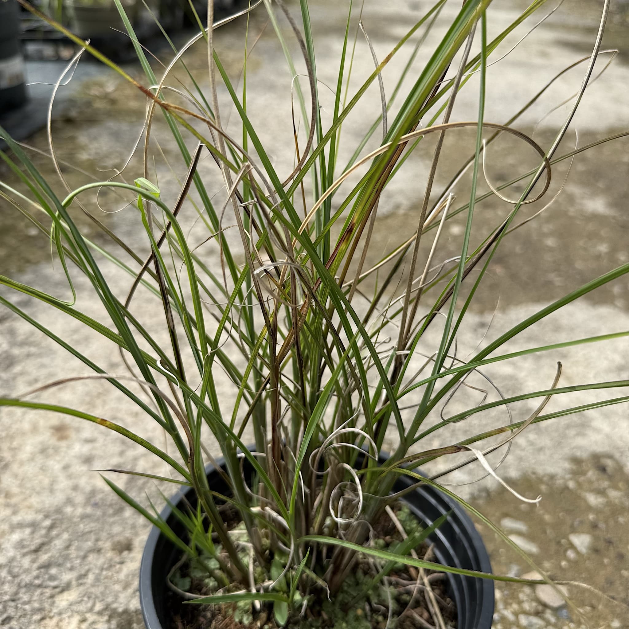 Miscanthus sin. 'Gracillimus'