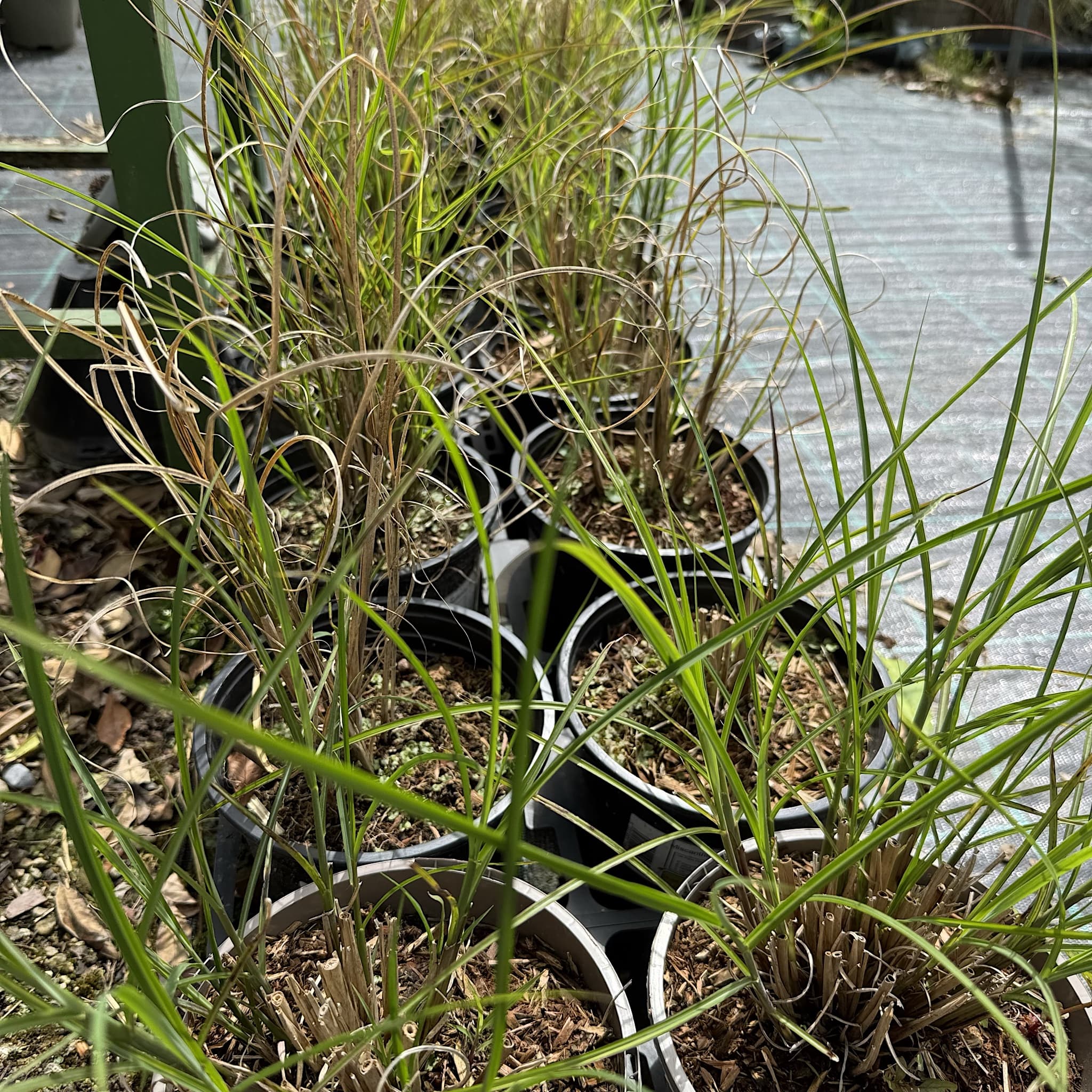 Miscanthus sin. 'Gracillimus'