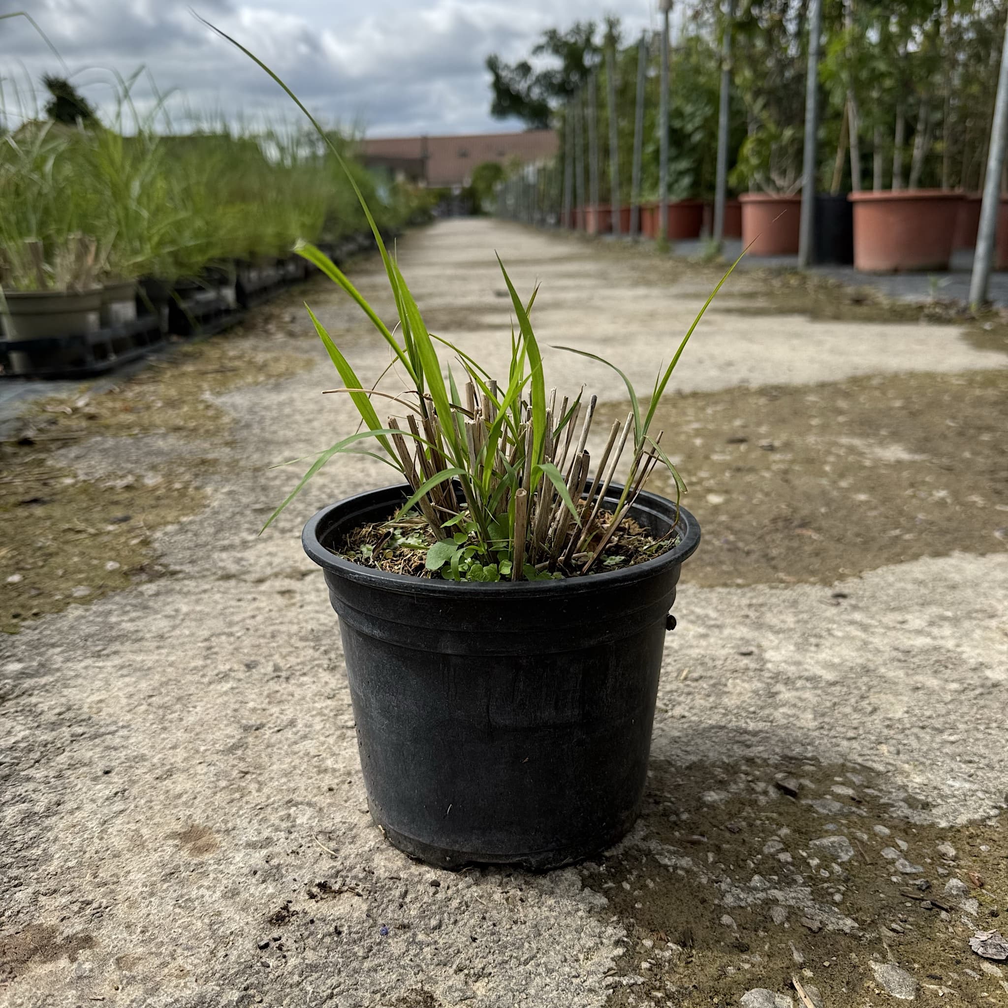 Miscanthus sin. 'Flamingo'