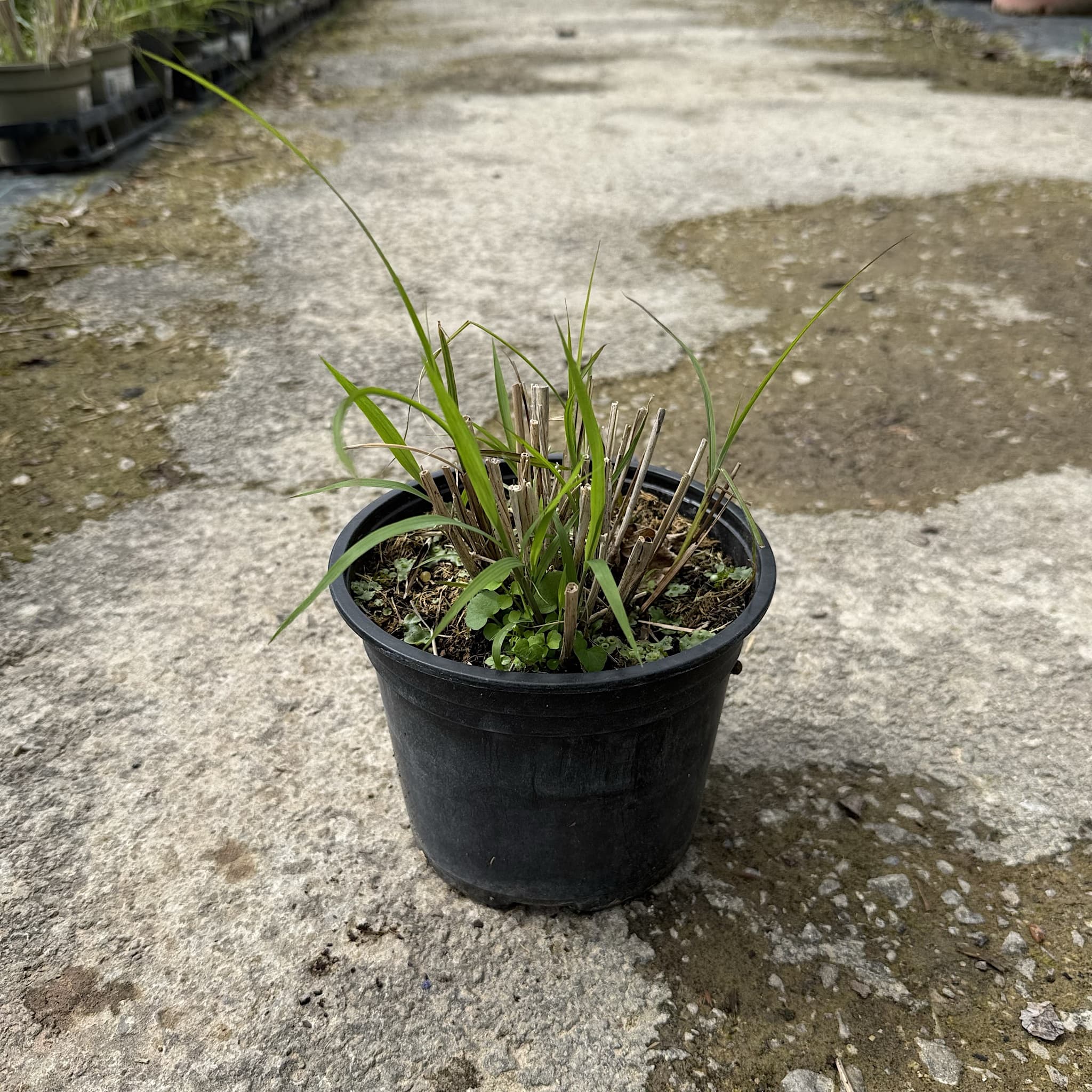 Miscanthus sin. 'Flamingo'
